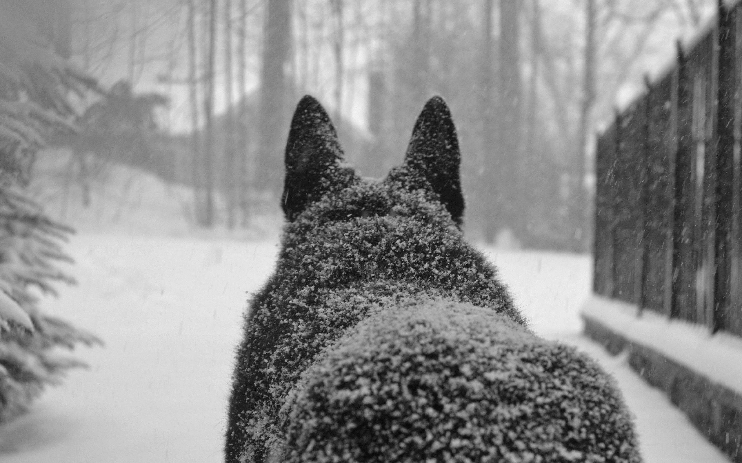 Gran Lobo en la Nieve Fondos de pantalla