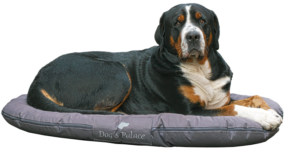 Gran Perro de Montaña Suizo en la Cama Fondos de pantalla