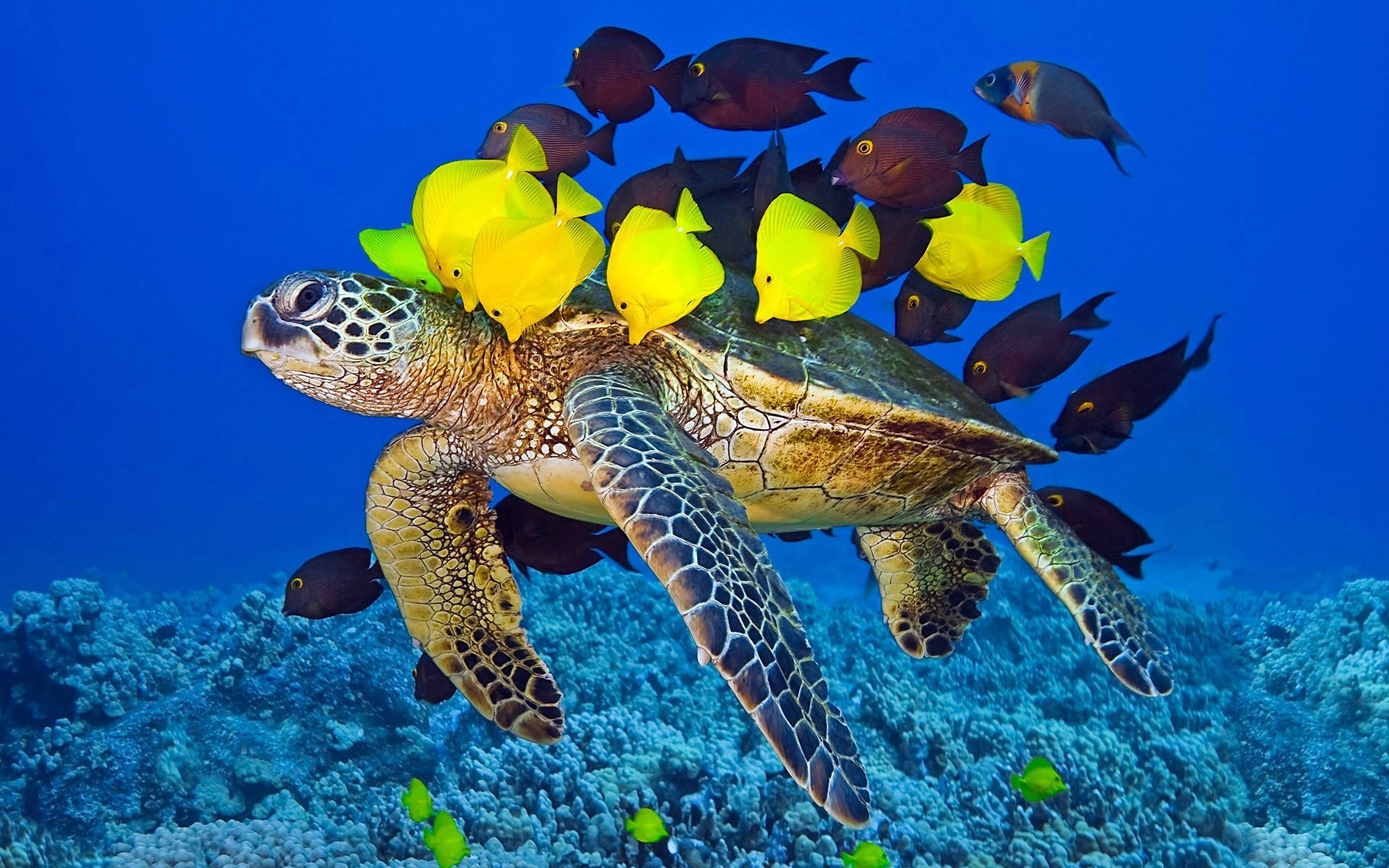 Gran Tortuga Linda con Peces Fondos de pantalla