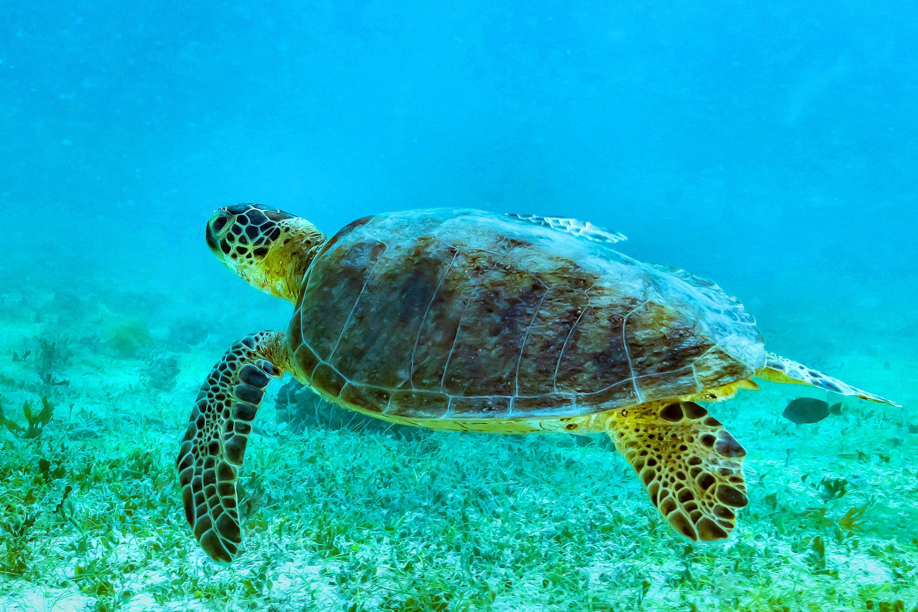 Gran Tortuga Verde Oscura y Linda Fondos de pantalla