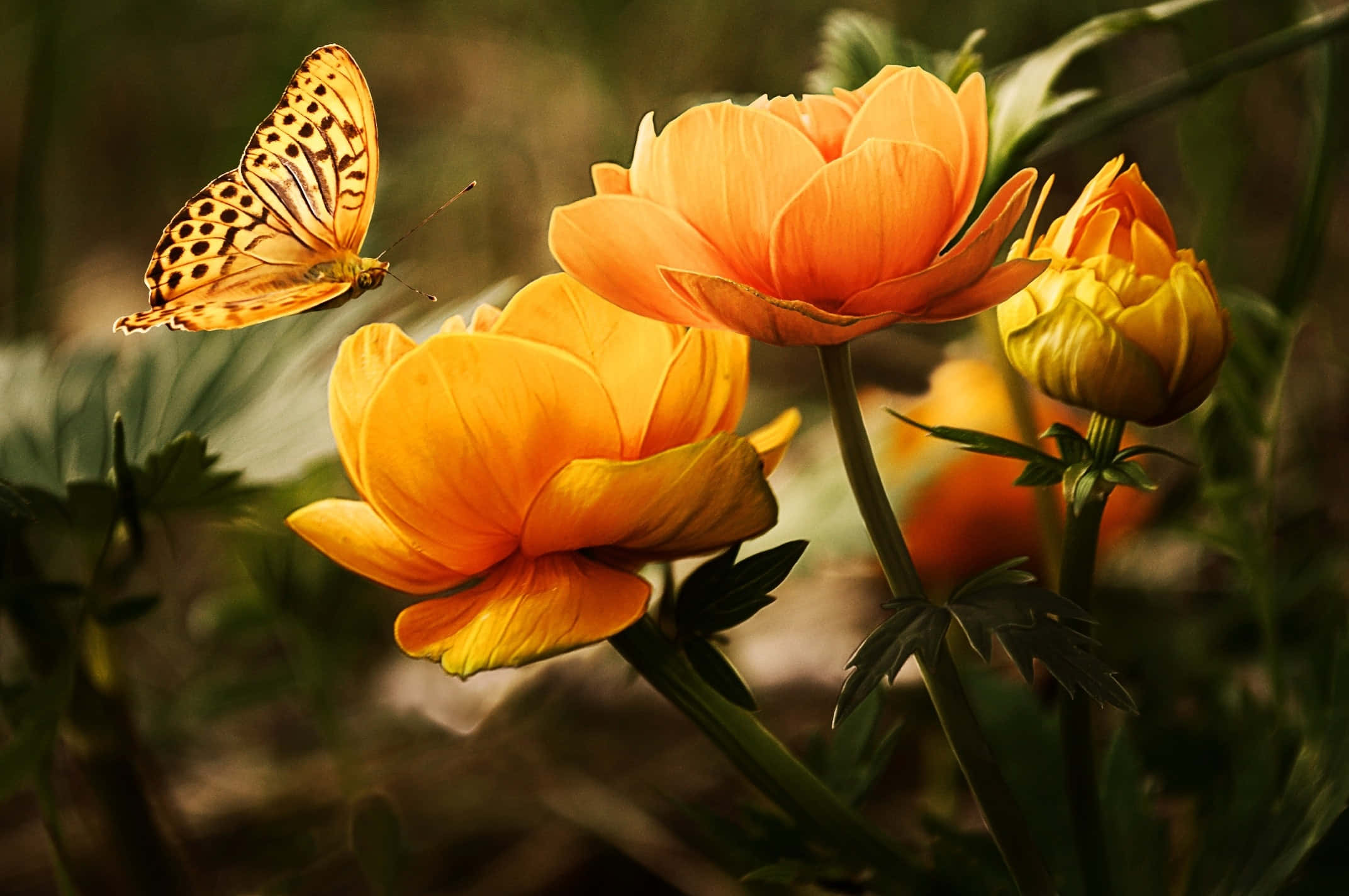Grandes Flores Naranjas y Mariposas Fondos de pantalla