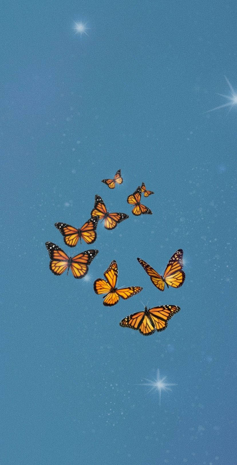 Grupo estético de mariposas monarca Fondos de pantalla