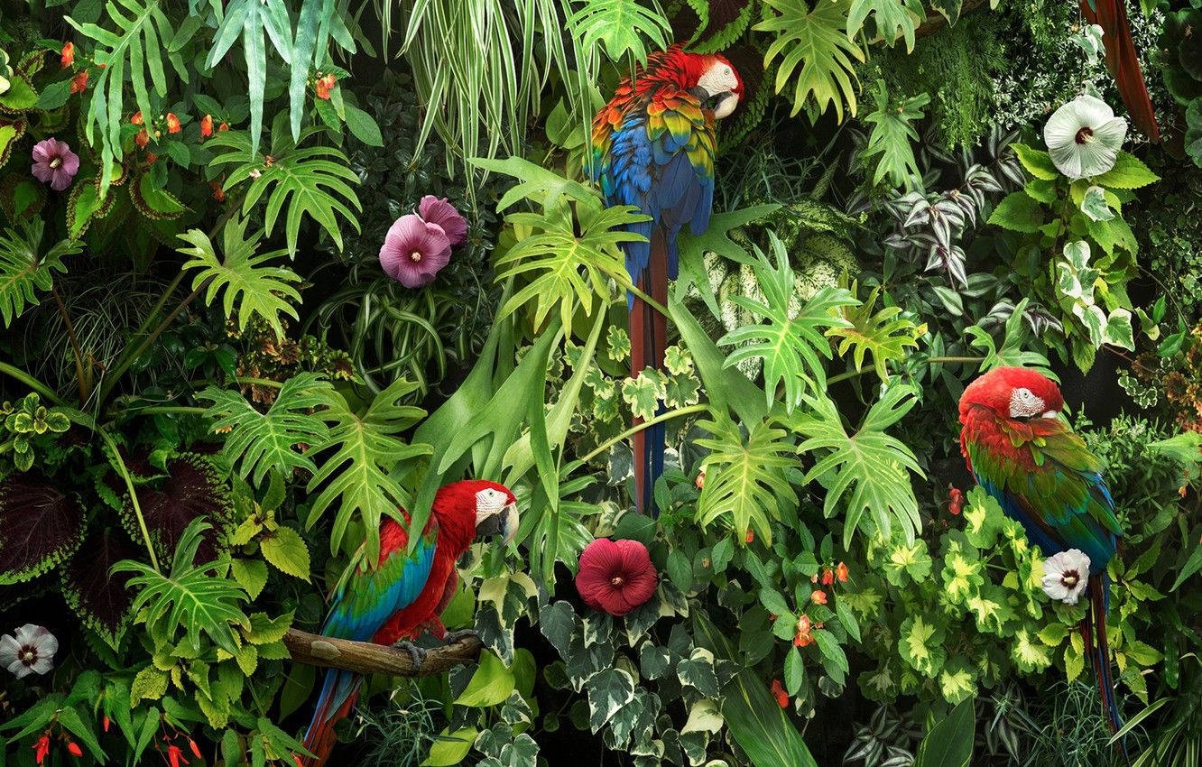Guacamayas en un Jardín Frondoso Fondos de pantalla