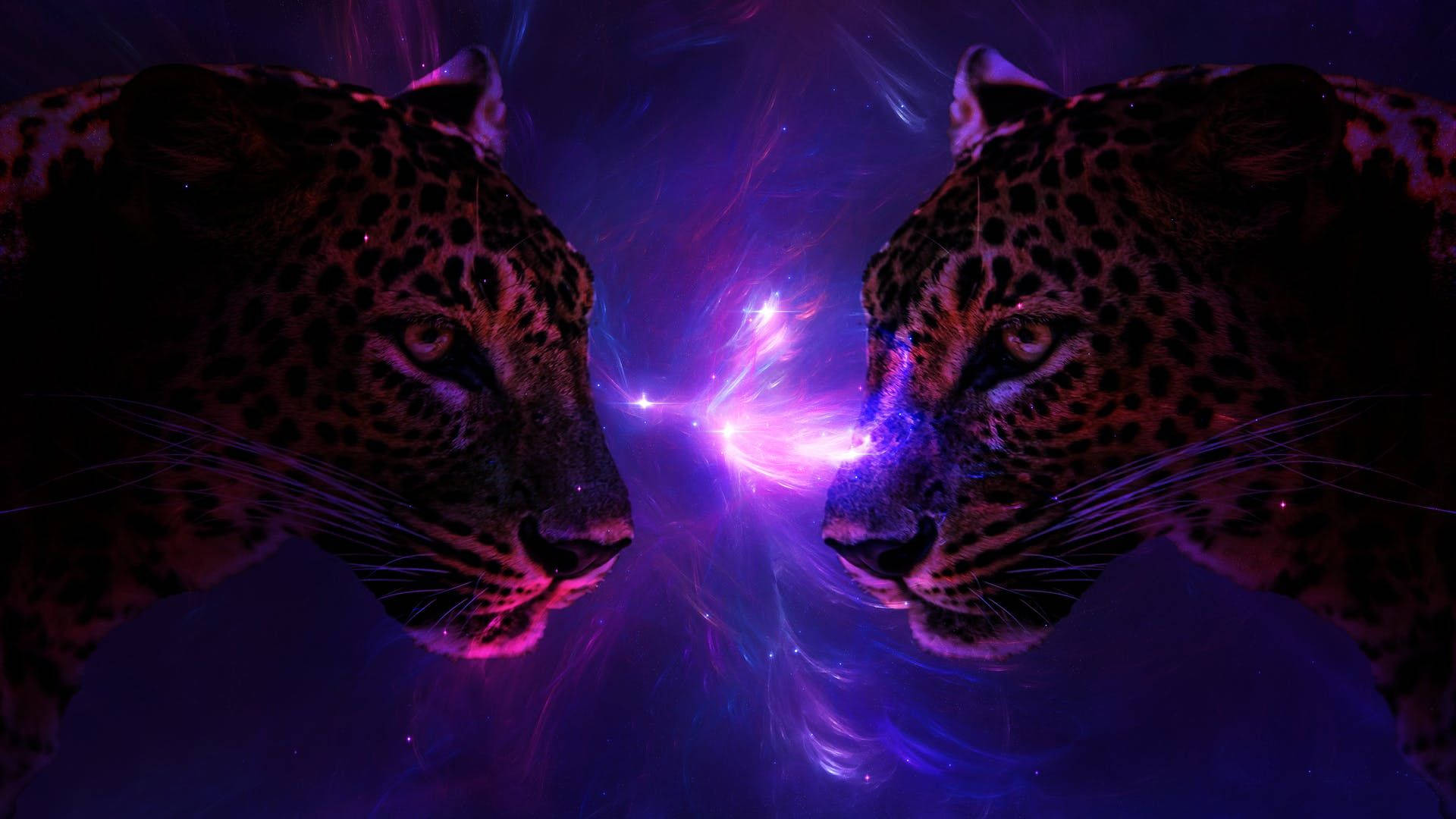 Guepardos en una galaxia adorable Fondos de pantalla