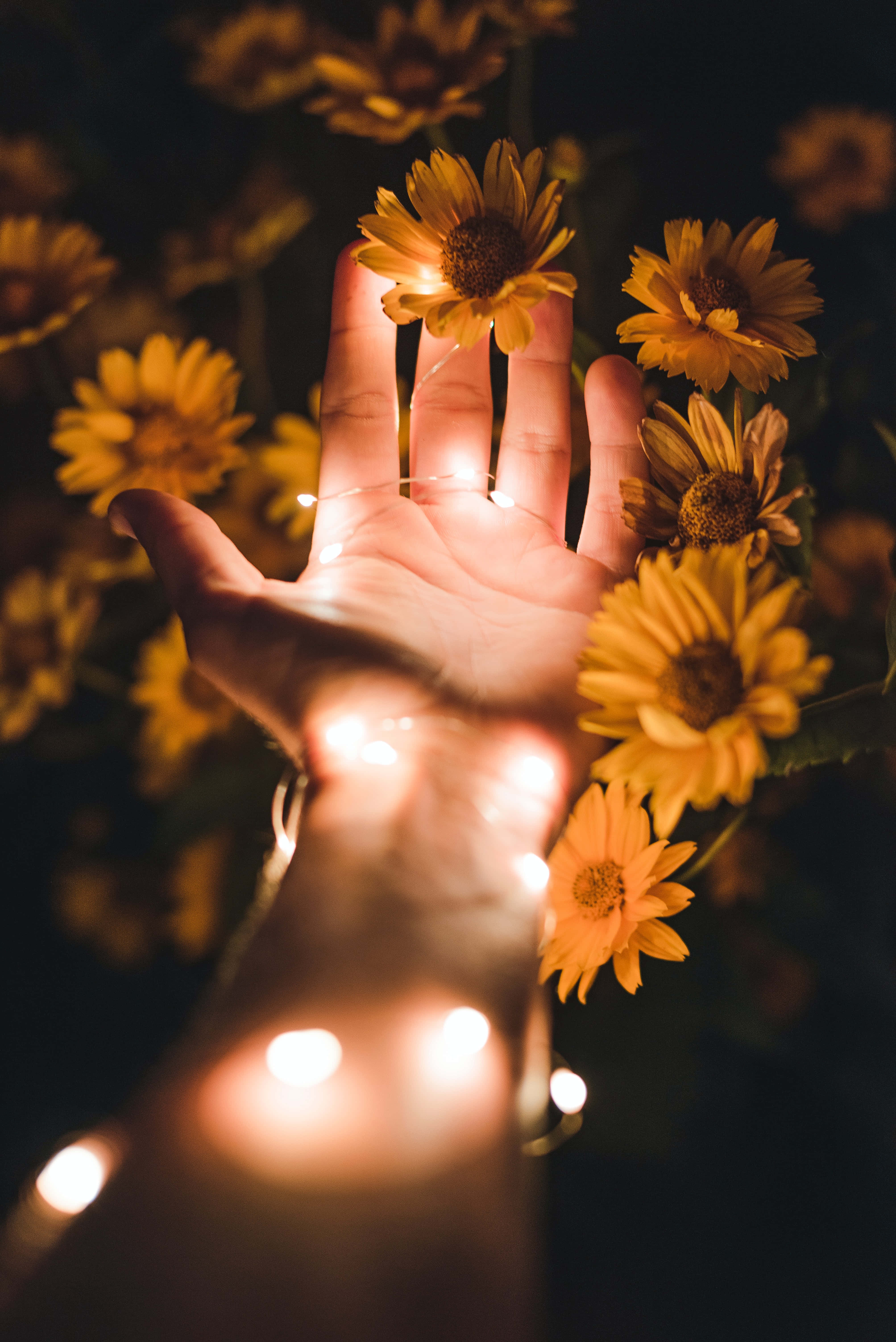 Hada brillante en un jardín veraniego Fondos de pantalla