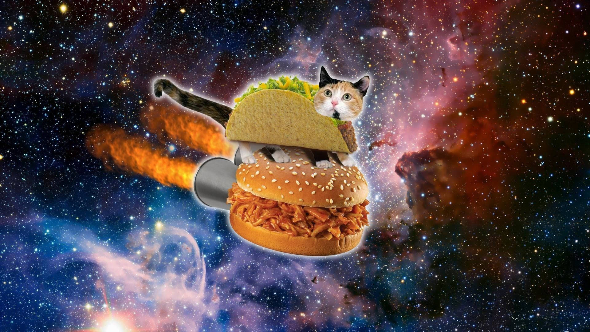 Hamburguesa de Gato Gracioso en el Espacio Fondos de pantalla