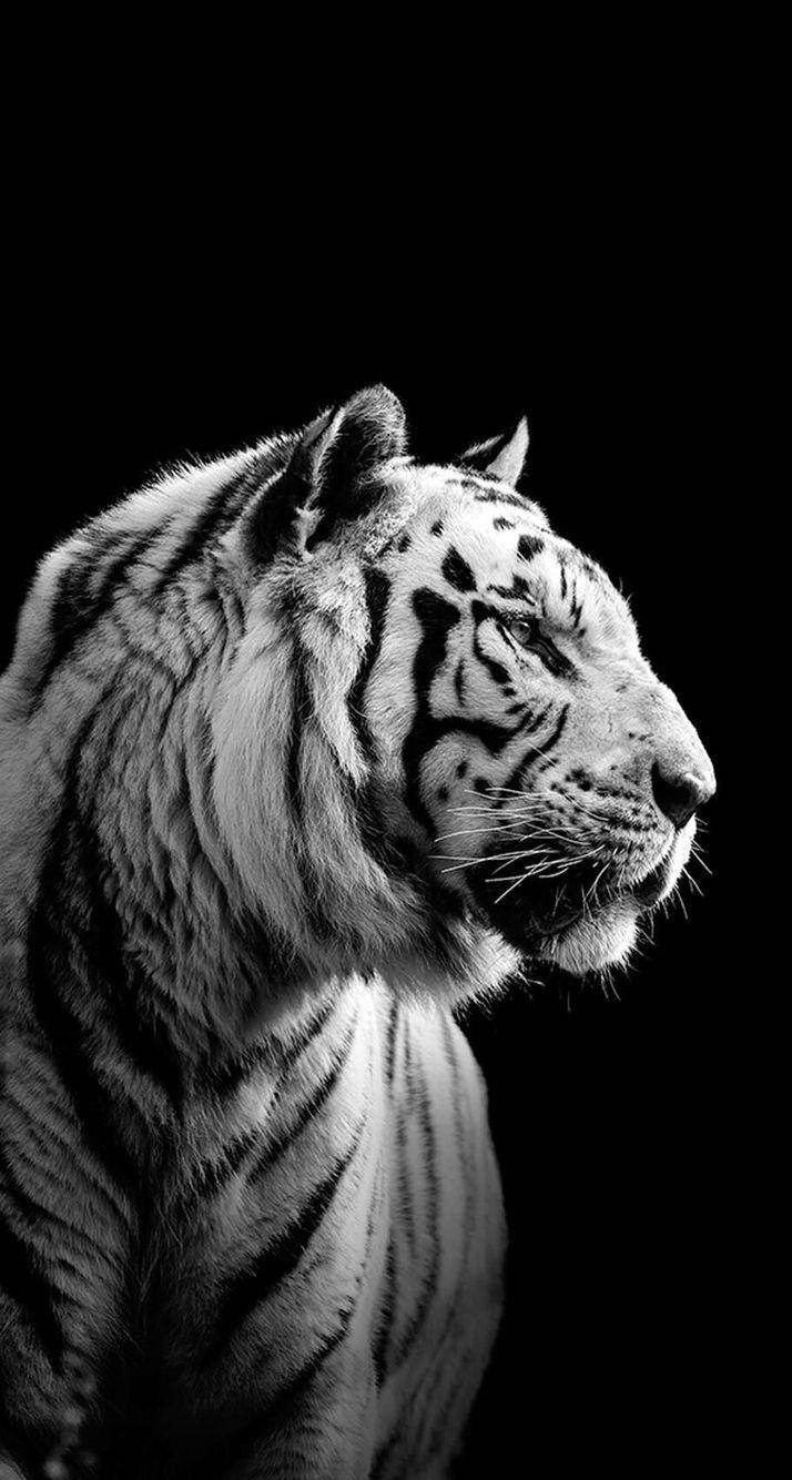 Harimau en blanco y negro Fondos de pantalla