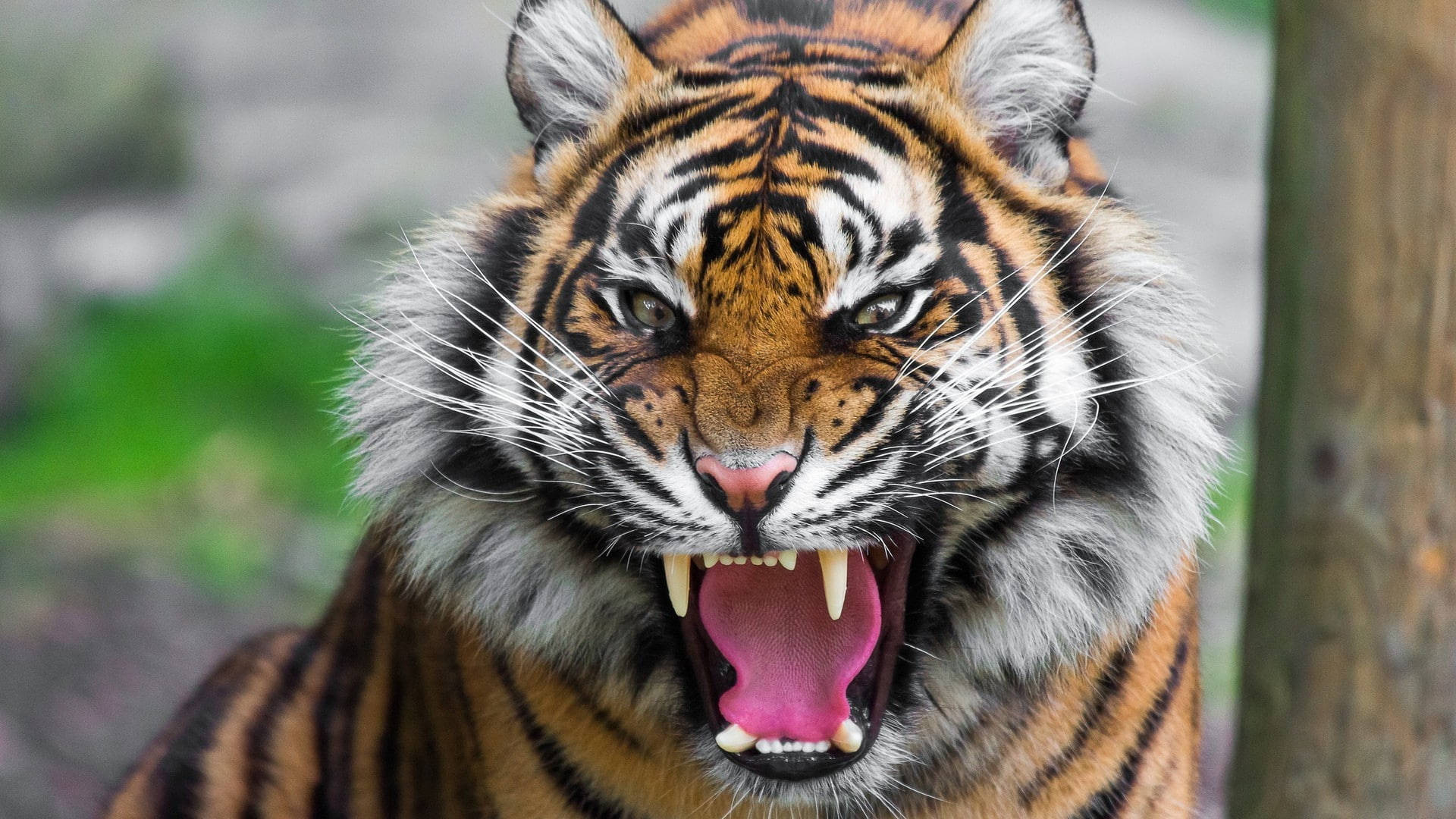 Harimau Enojado Fondos de pantalla