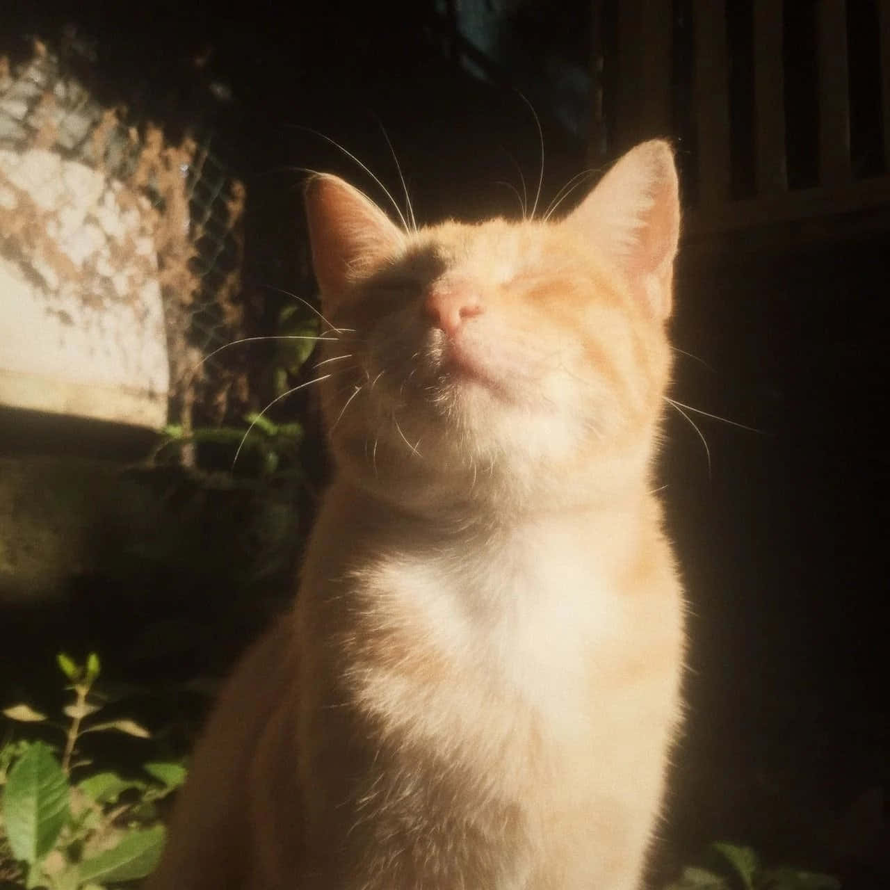 Haz del mundo un lugar más elegante con Gato Estético Fondos de pantalla
