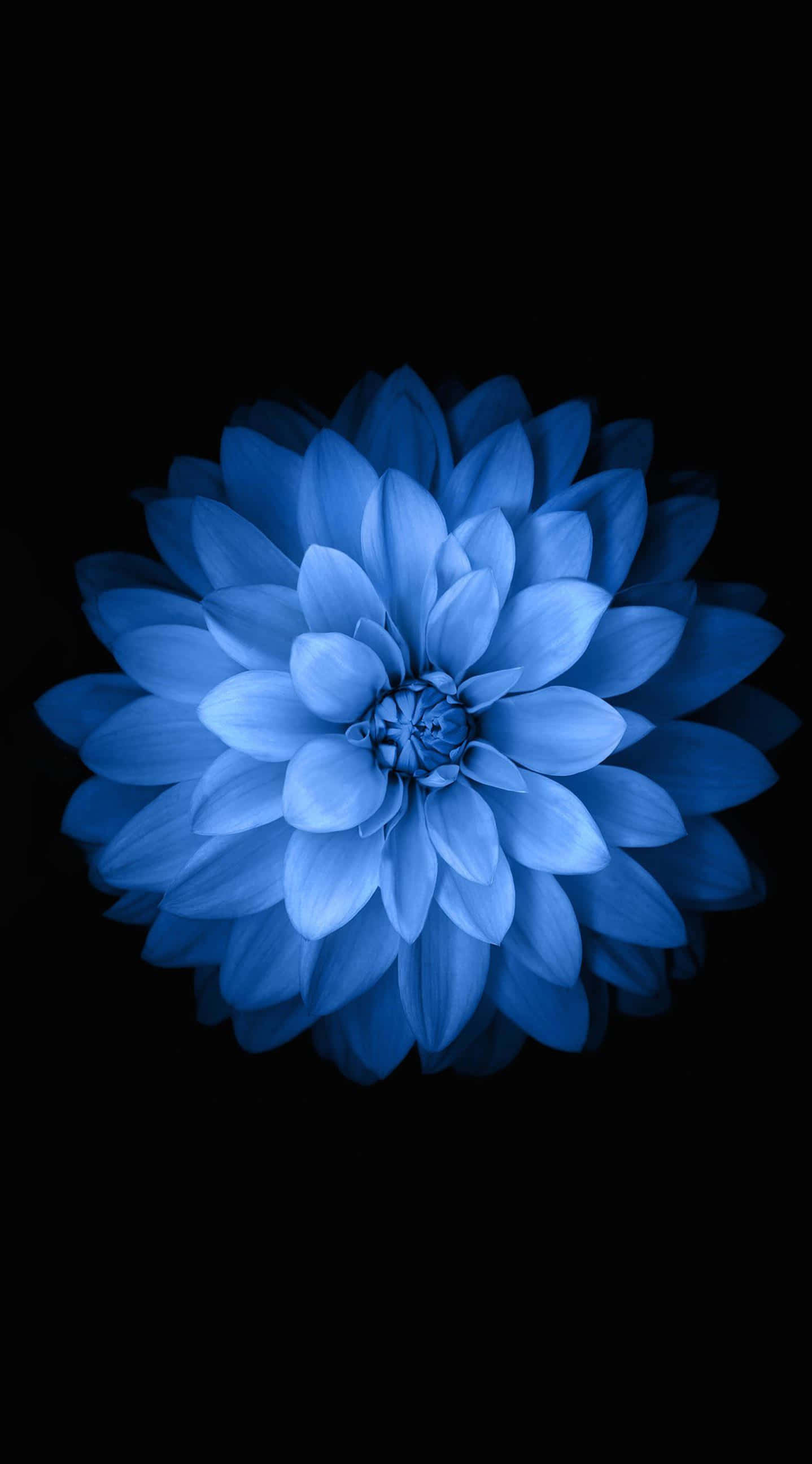 Haz florecer tu estilo: Nuestro iPhone Floral Fondos de pantalla