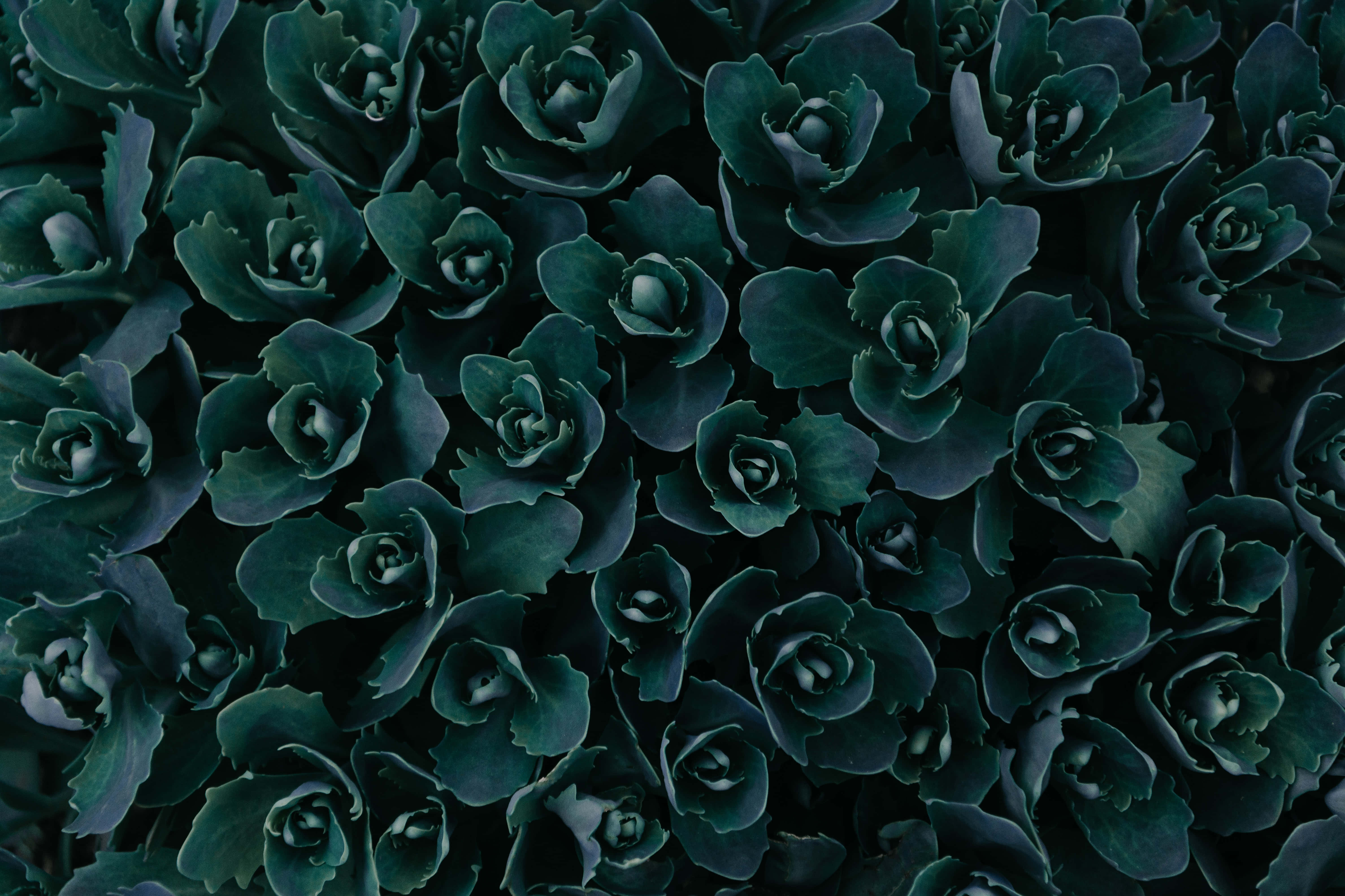 Haz que tu mundo sea vibrante con una estética verde oscuro. Fondos de pantalla