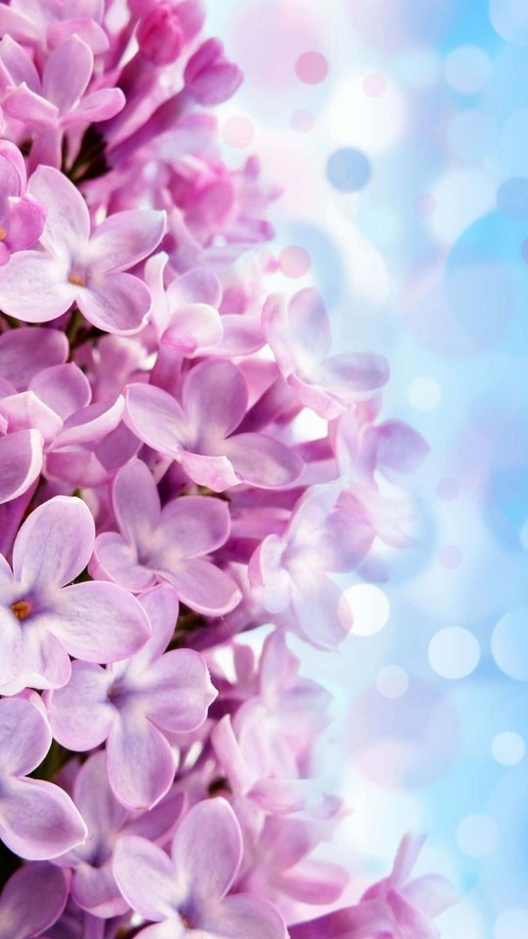 Haz una declaración colorida con este hermoso fondo de flores para iPhone Fondos de pantalla