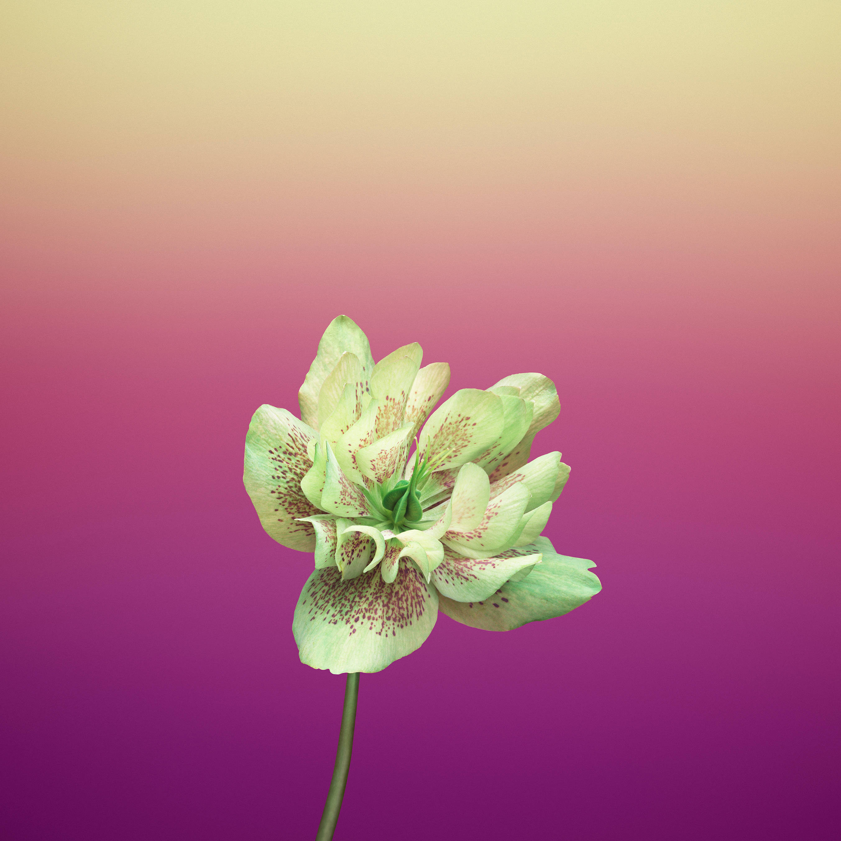 Helleborus Orientalis Violeta Flor de Manzano Fondos de pantalla