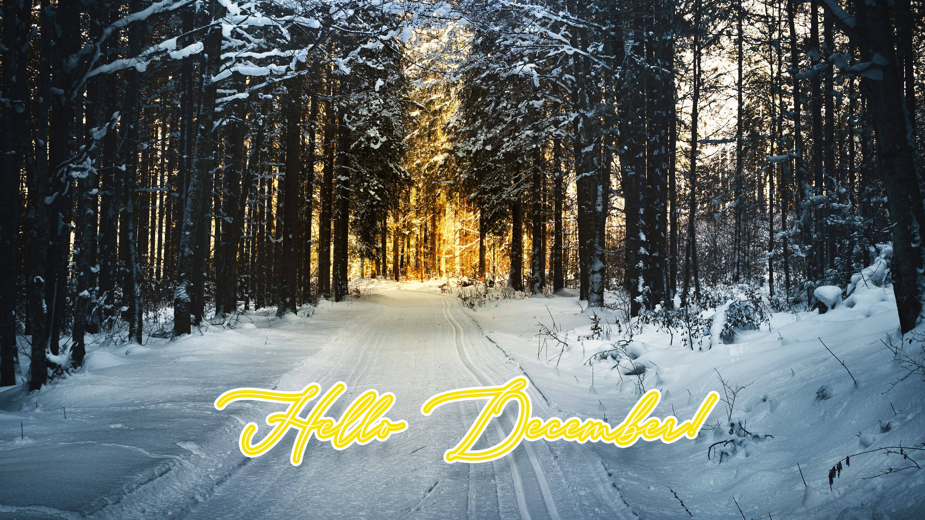 Hello December Winter Forest Fondos de pantalla