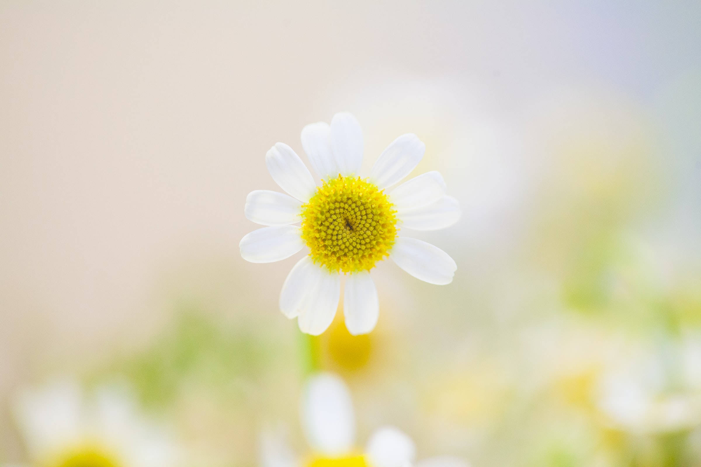 Hermosa Flor Blanca de la Naturaleza Fondos de pantalla