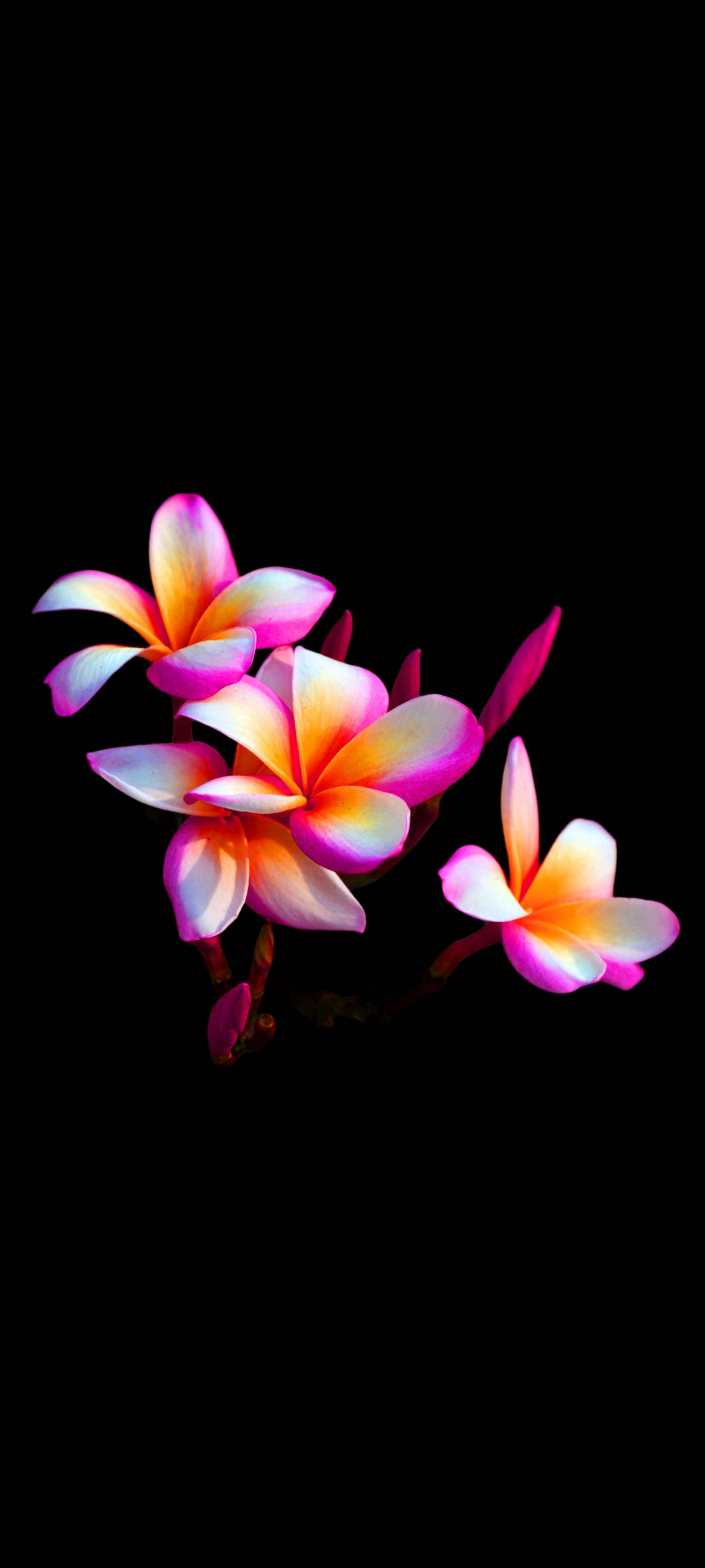 Hermosa Flor de Plumaria Móvil Fondos de pantalla