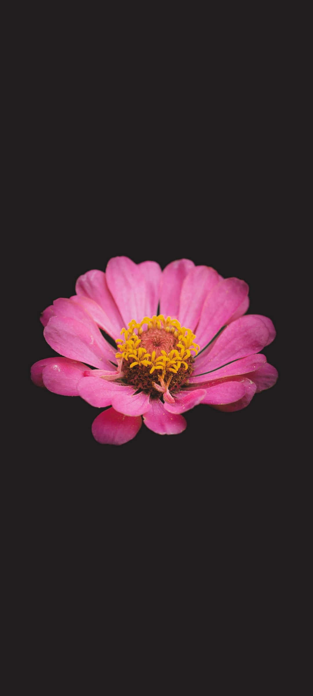 Hermosa Flor Negra y Rosa Fondos de pantalla