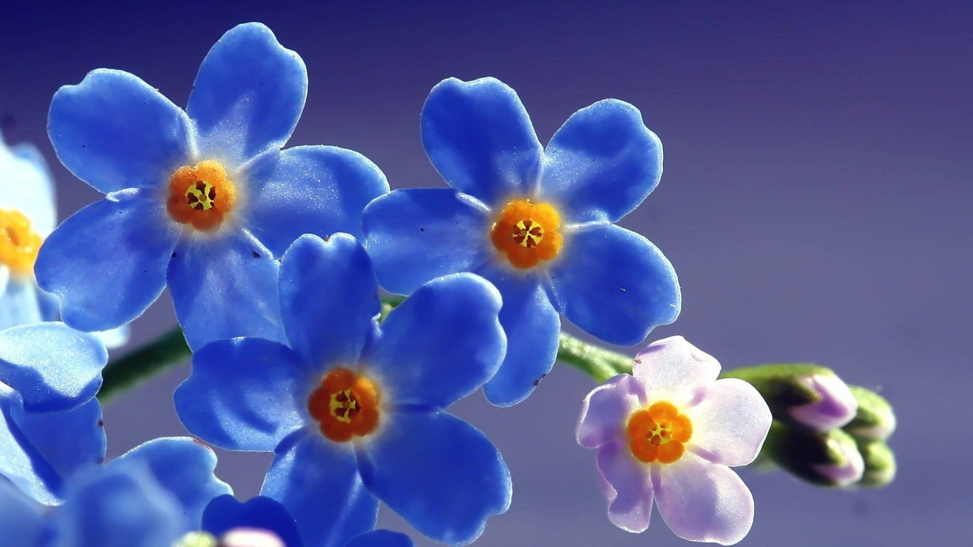 Hermosa Flor No Me Olvides en Primer Plano