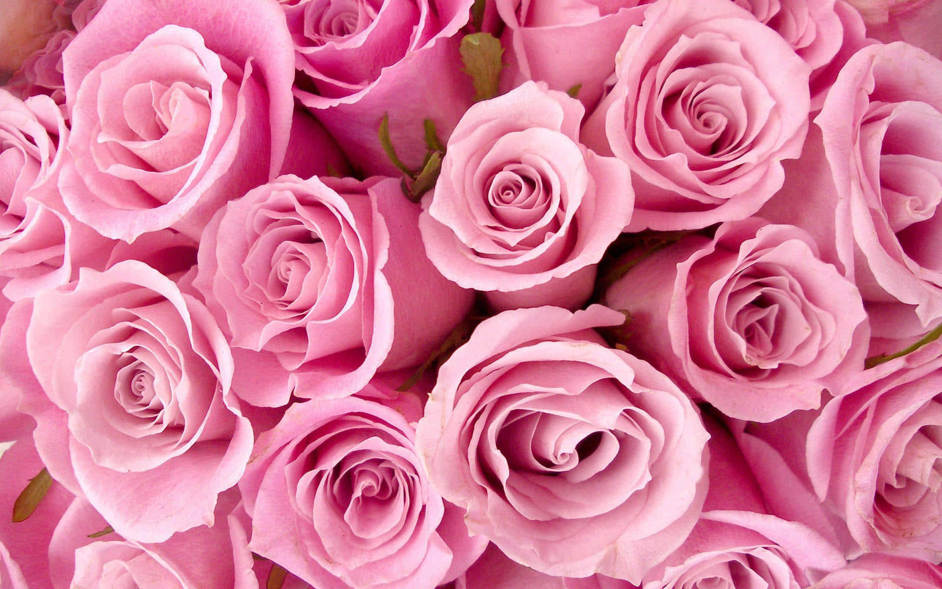 Hermosa flor rosa iluminando un jardín al aire libre. Fondos de pantalla
