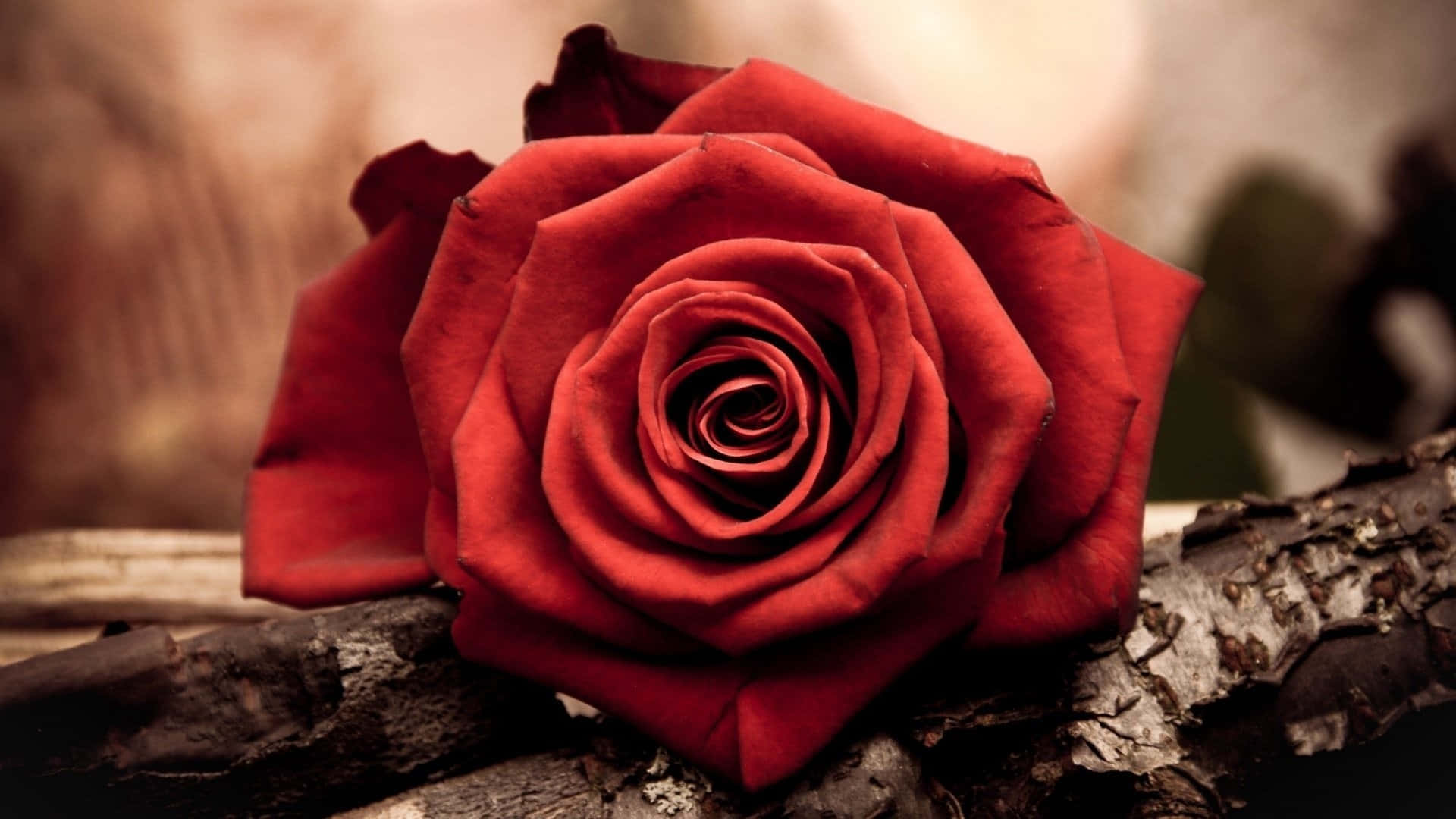 Hermosa floración de rosas rojas Fondos de pantalla