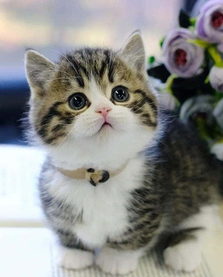 Hermosa foto de gato Munchkin Fondos de pantalla