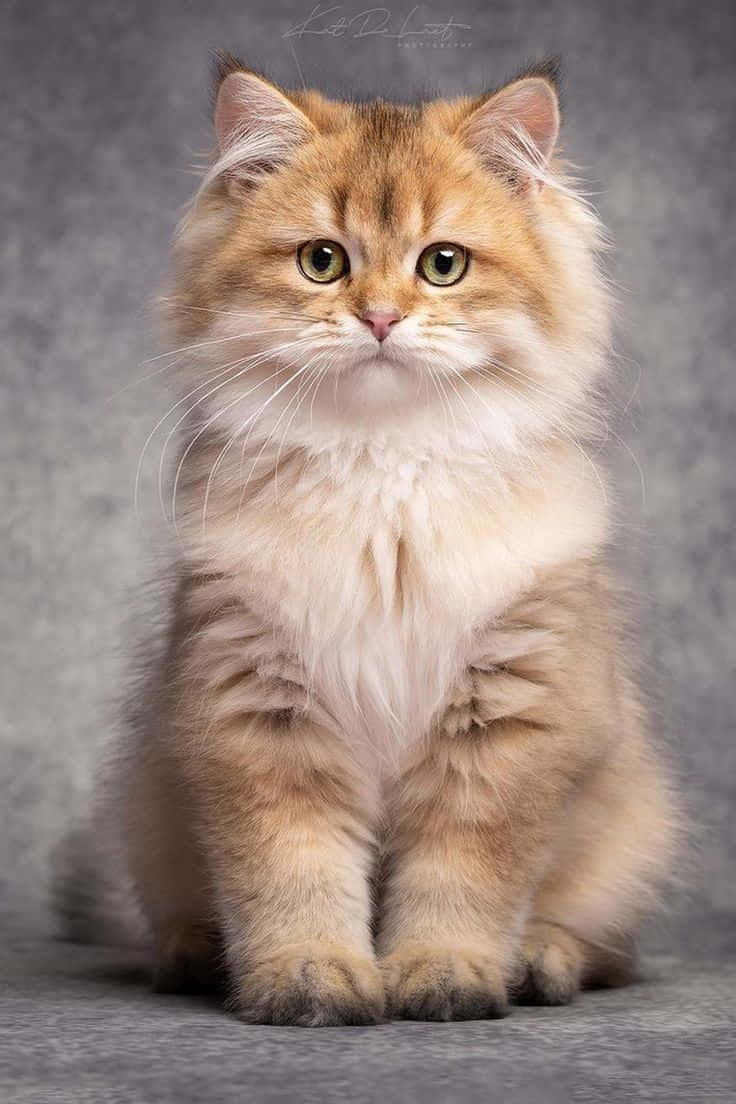 Hermosa Foto de Gato Café Claro Fondos de pantalla