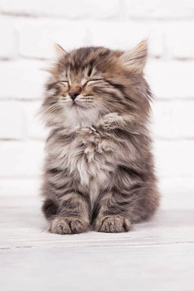 Hermosa foto de gato durmiendo sentado Fondos de pantalla