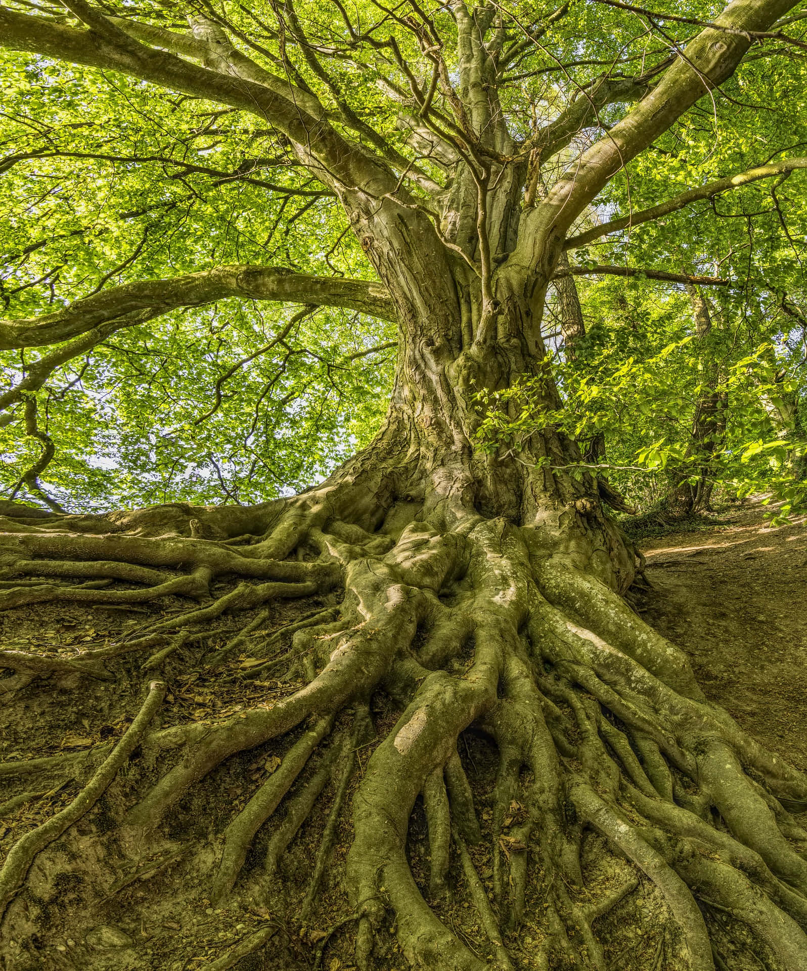 Hermosa Imagen de Árbol de Bosque Fondos de pantalla