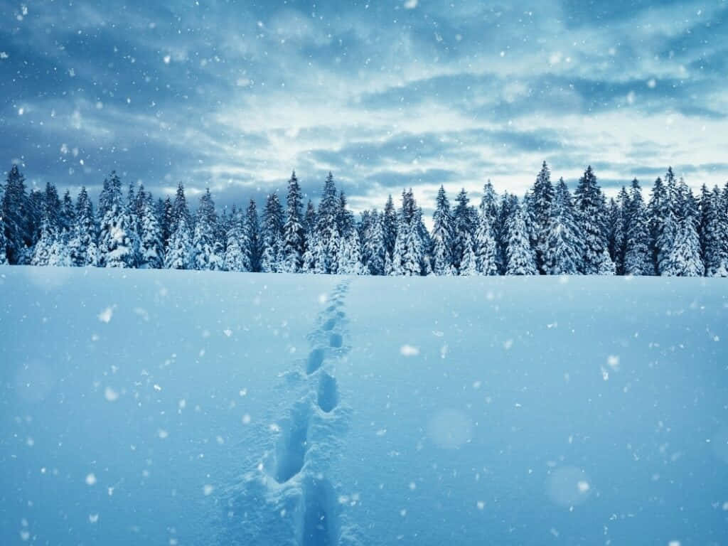Hermosa imagen de huellas en la nieve Fondos de pantalla