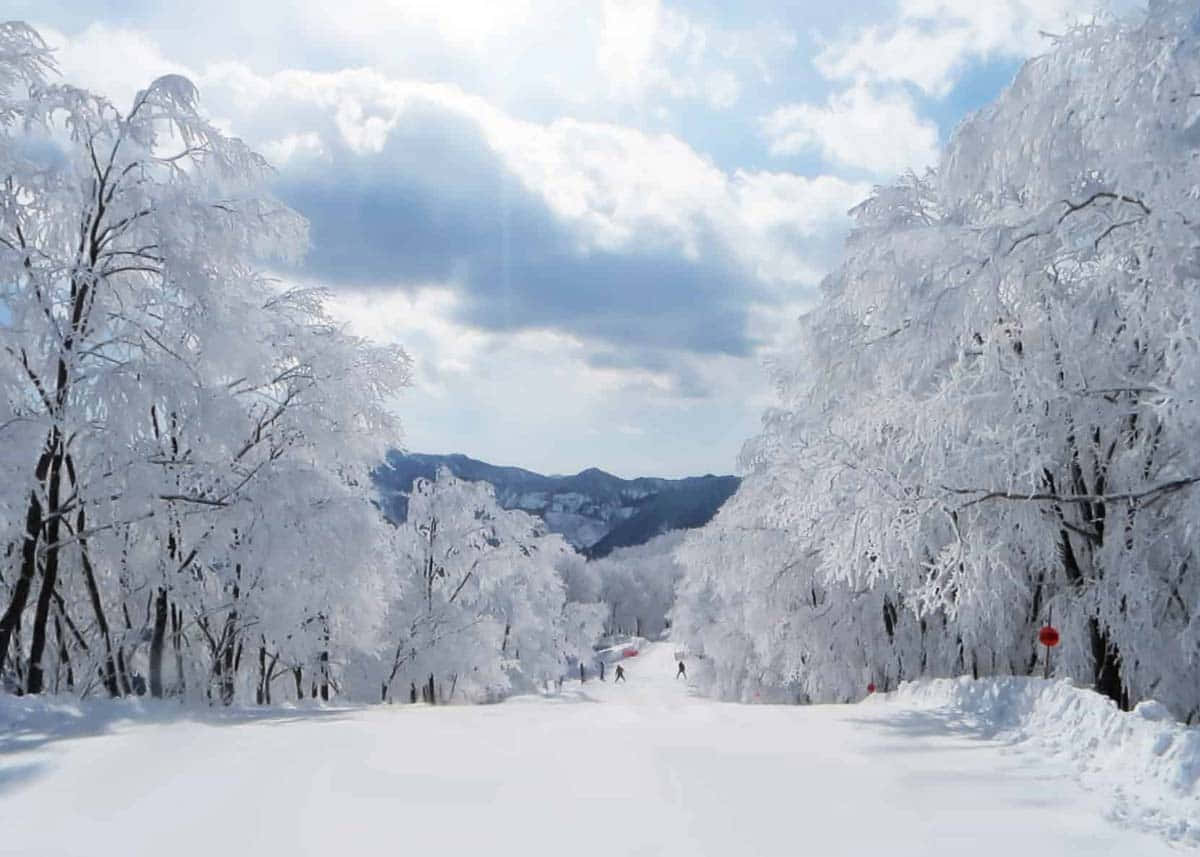 Hermosa Imagen de Nieve Blanca Fondos de pantalla