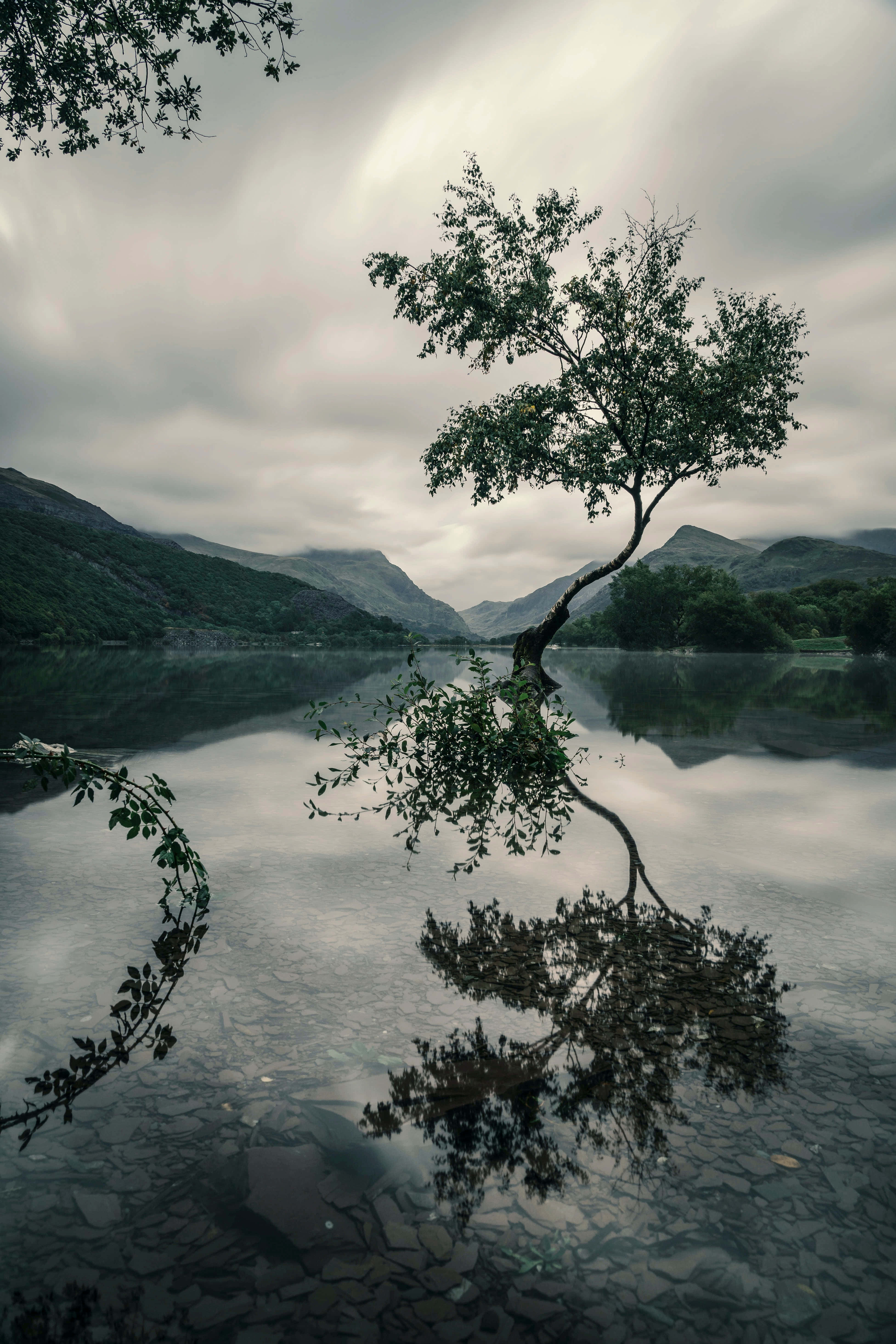 Hermosa imagen de reflejo de árbol Fondos de pantalla