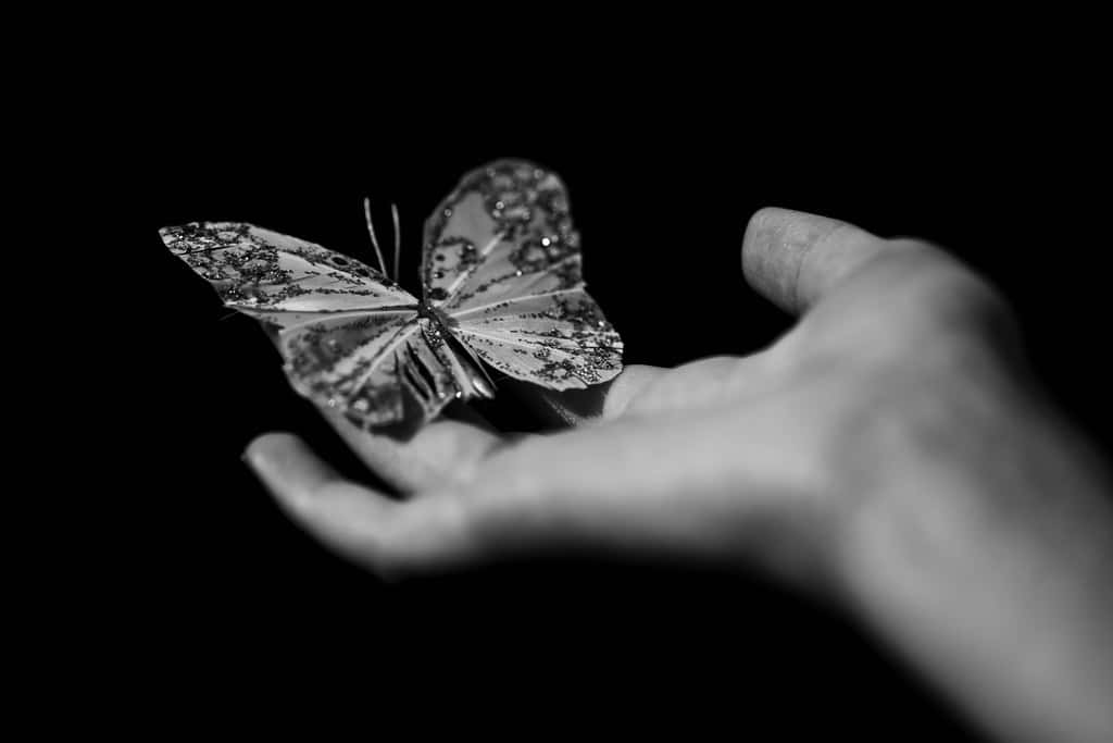 Hermosa mariposa estética posada en una flor Fondos de pantalla