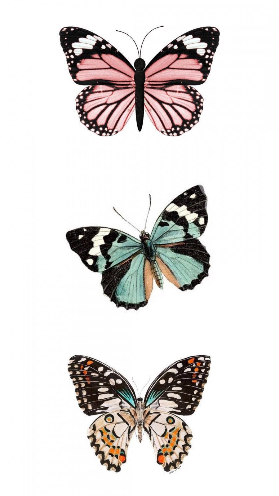 Hermosa Mariposa Estética Fondos de pantalla