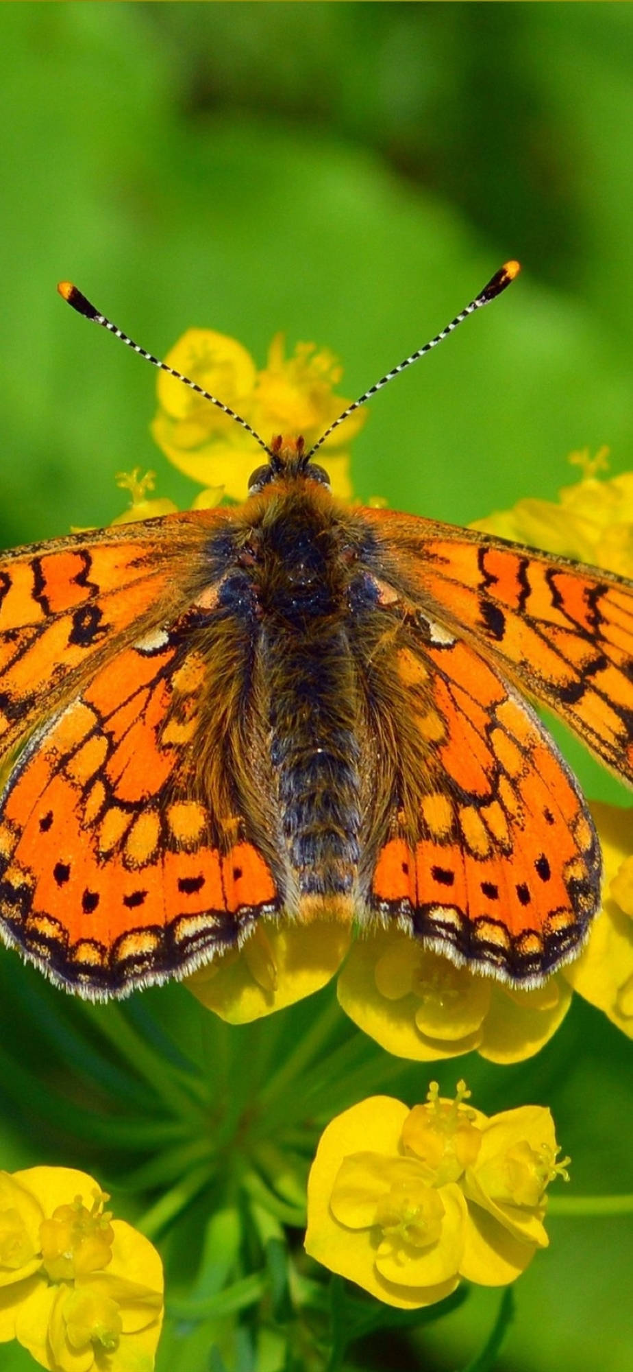 Hermosa Mariposa Naranja Fondos de pantalla