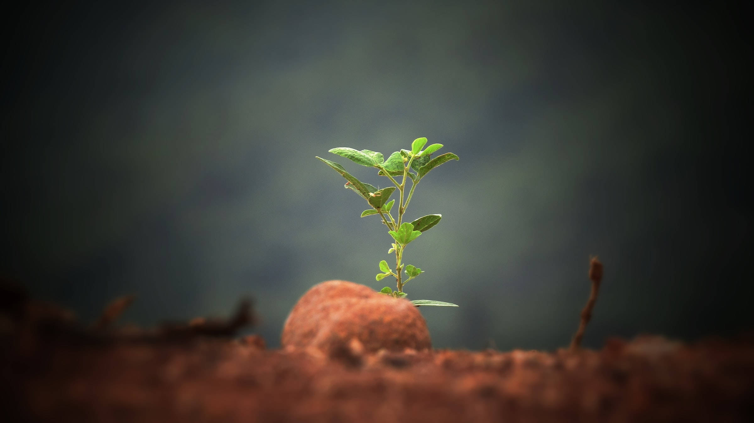 Hermosa planta de la naturaleza sobre una roca Fondos de pantalla