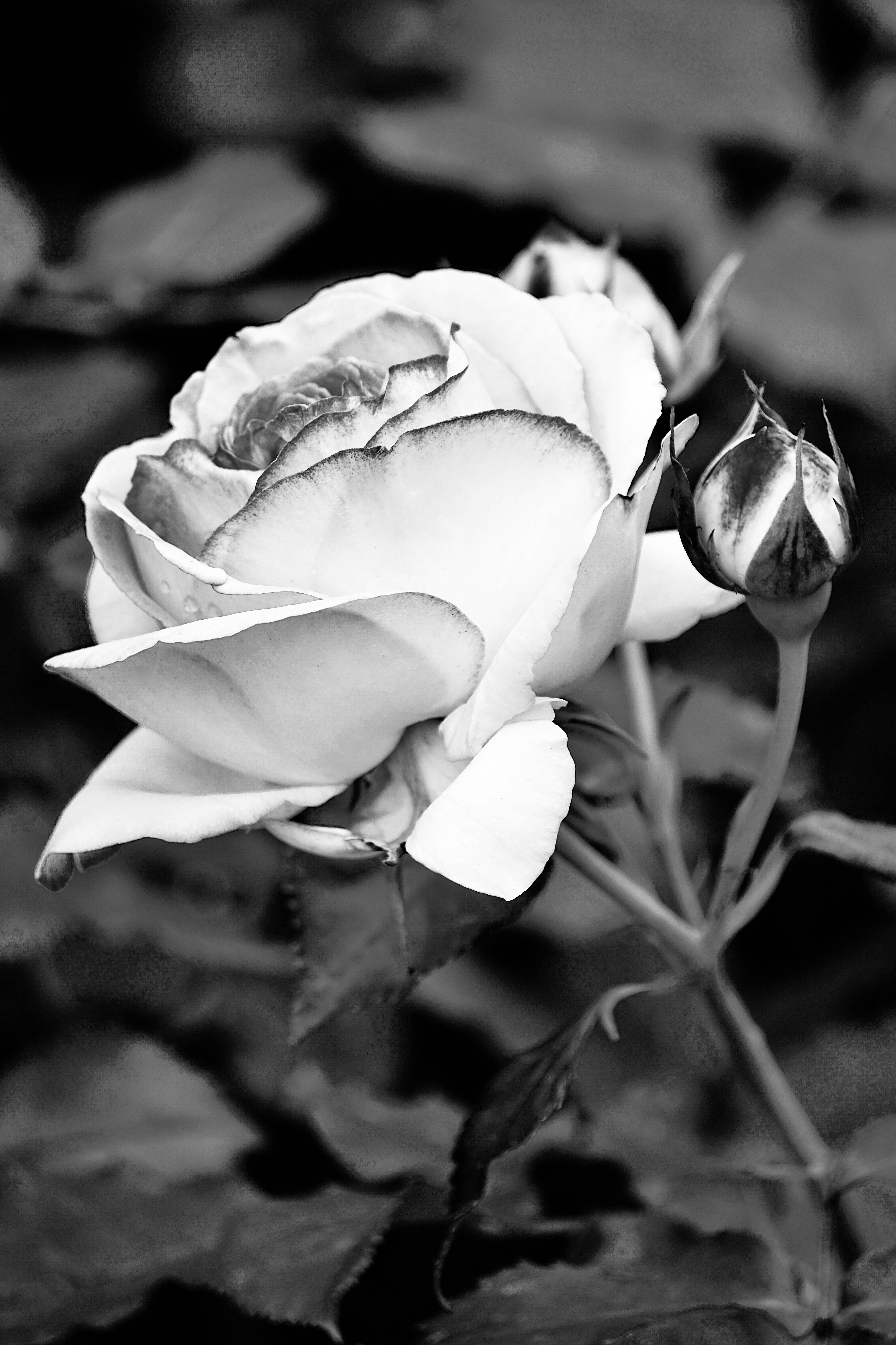 Hermosa Rosa Blanca y Negra para iPhone Fondos de pantalla