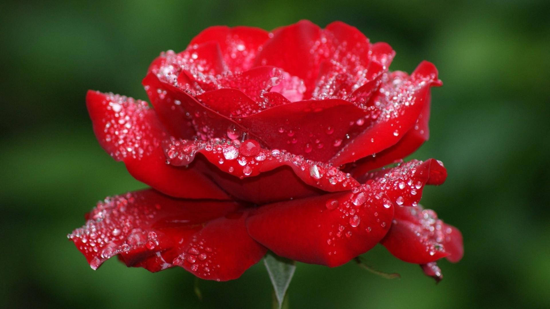Hermosa Rosa con Niebla Fondos de pantalla