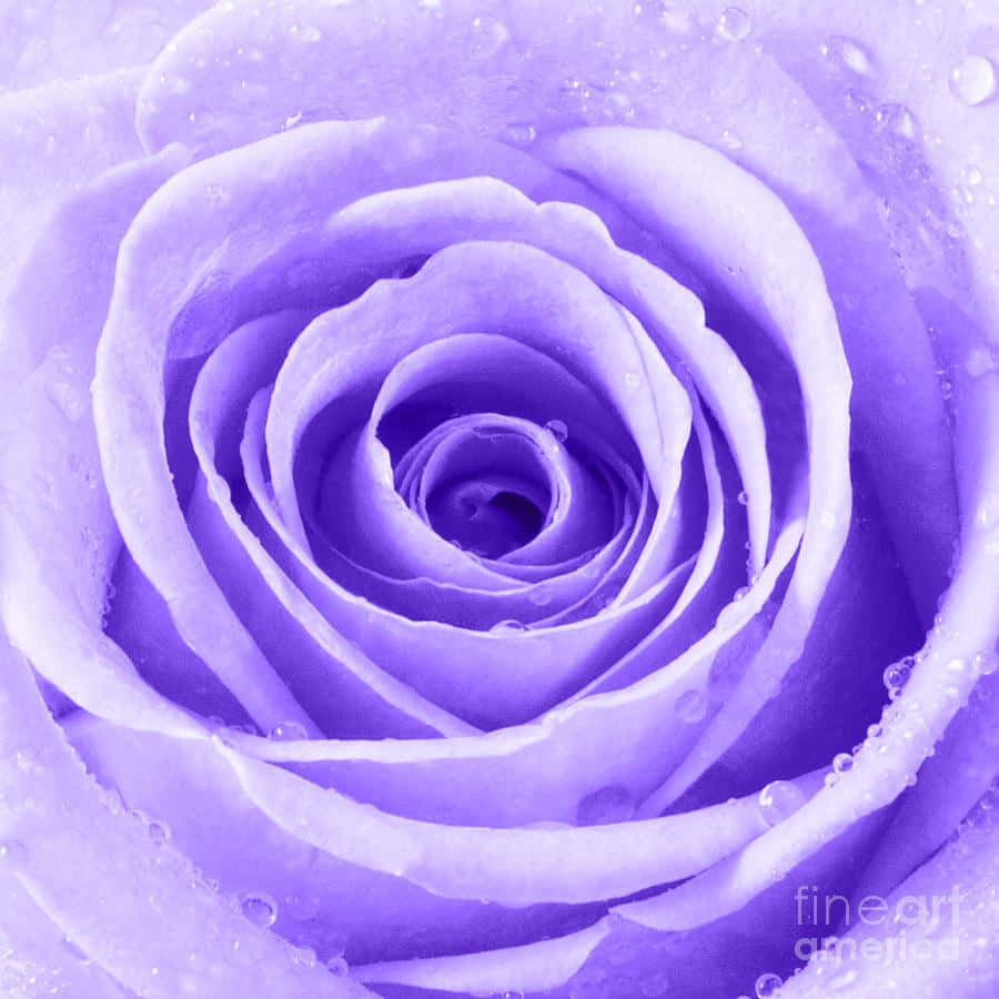 Hermosa rosa rosa en plena floración Fondos de pantalla