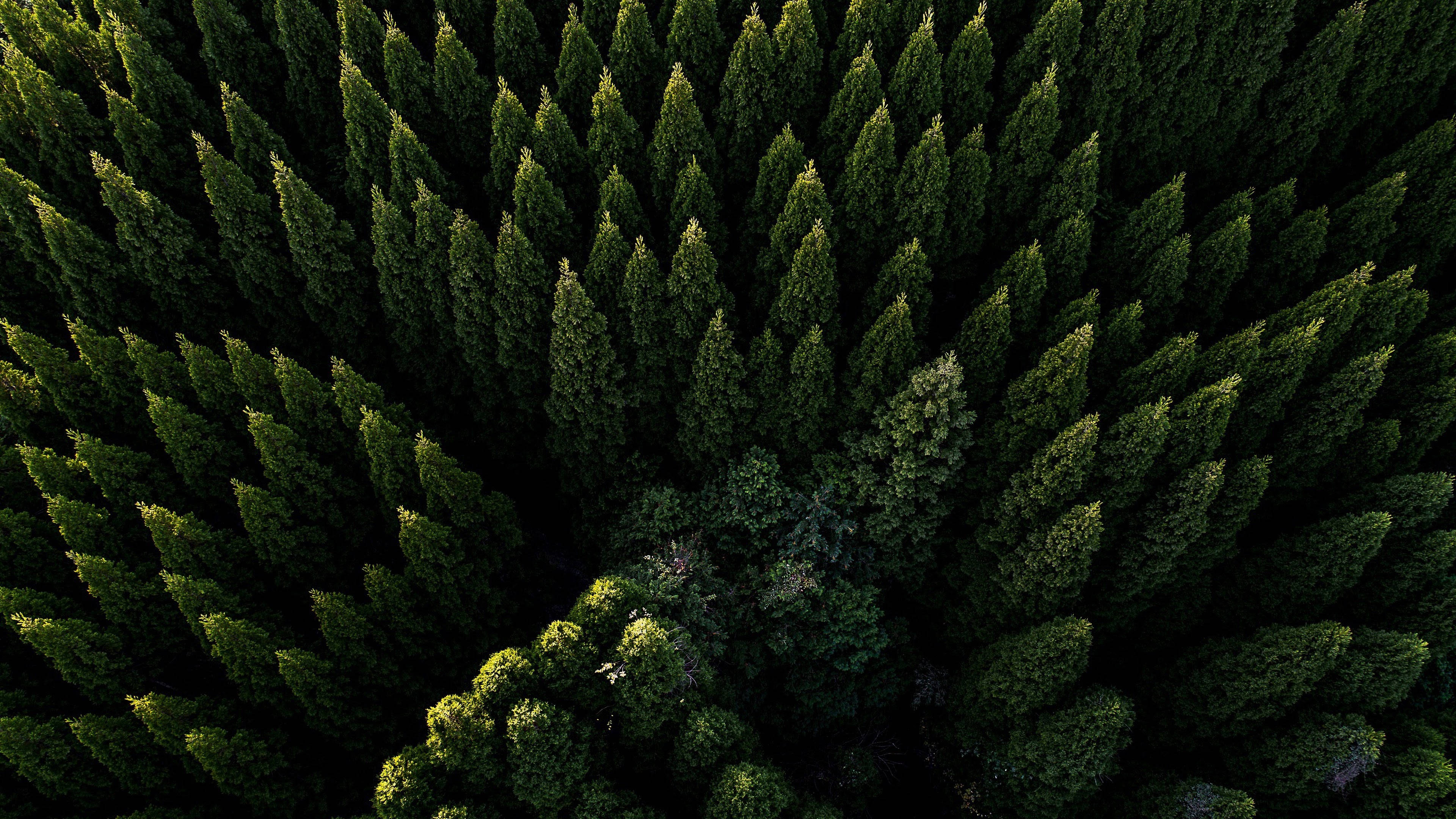 Hermosa Vista Aérea del Bosque Fondos de pantalla
