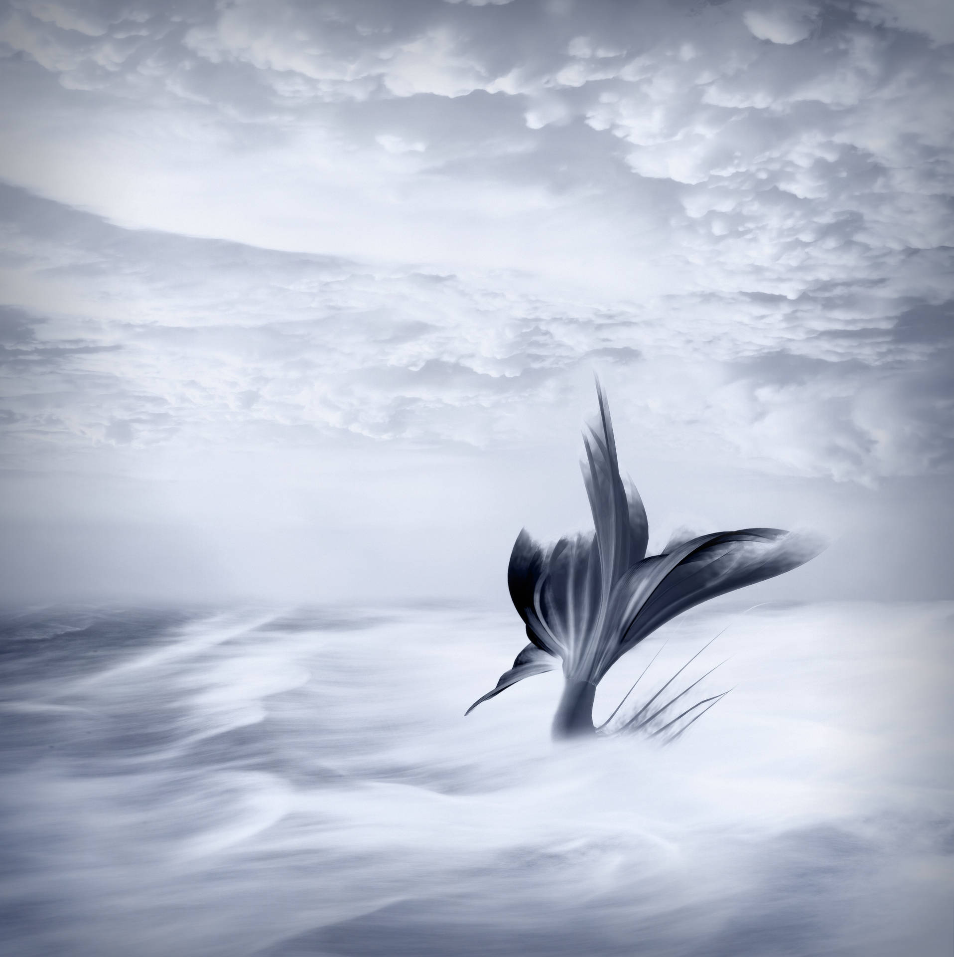 Arte de fondo de cola de sirena y nubes grises blancas.
