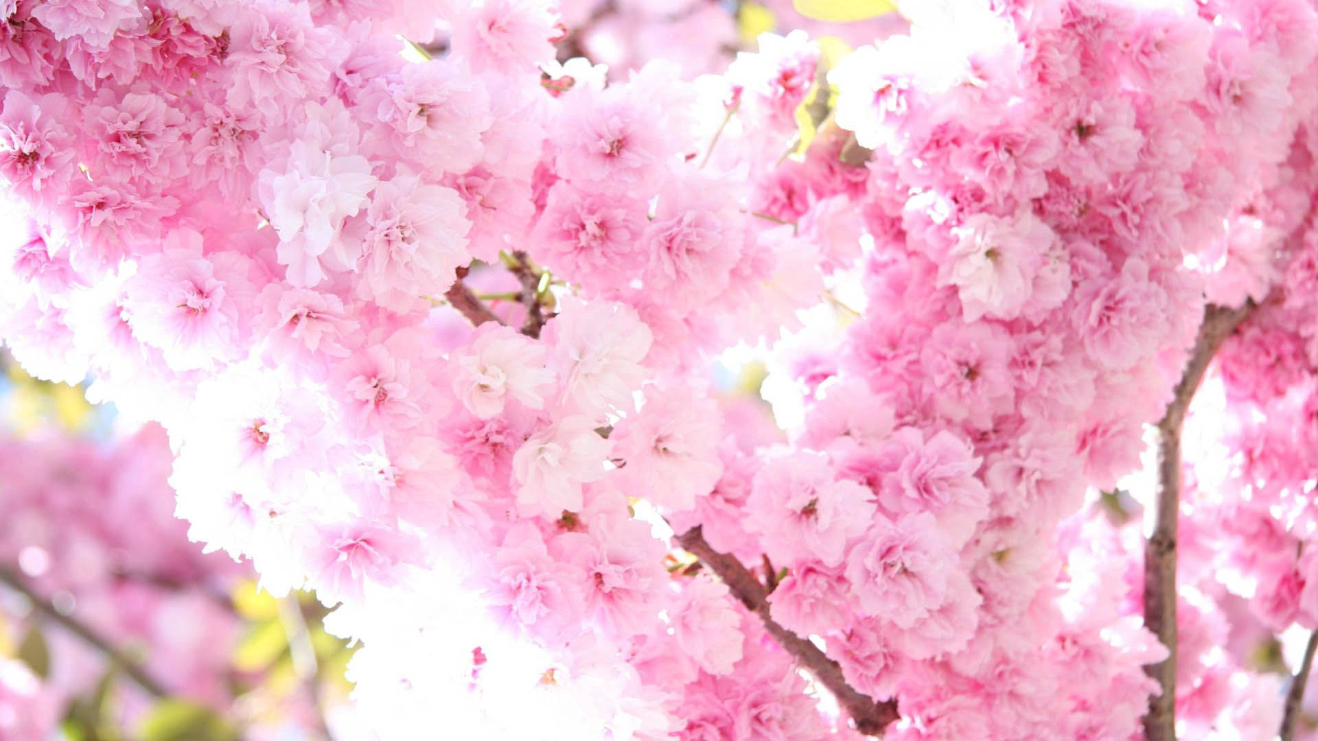 Hermosas Flores Rosadas de Primavera Fondos de pantalla