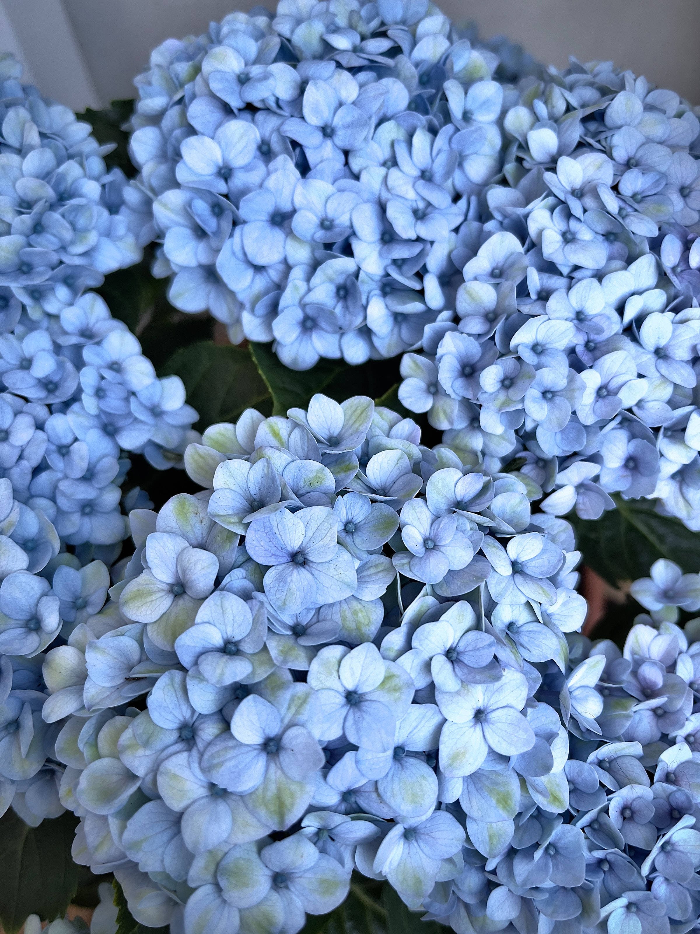 Hermosas flores de hortensia azul estética Fondos de pantalla