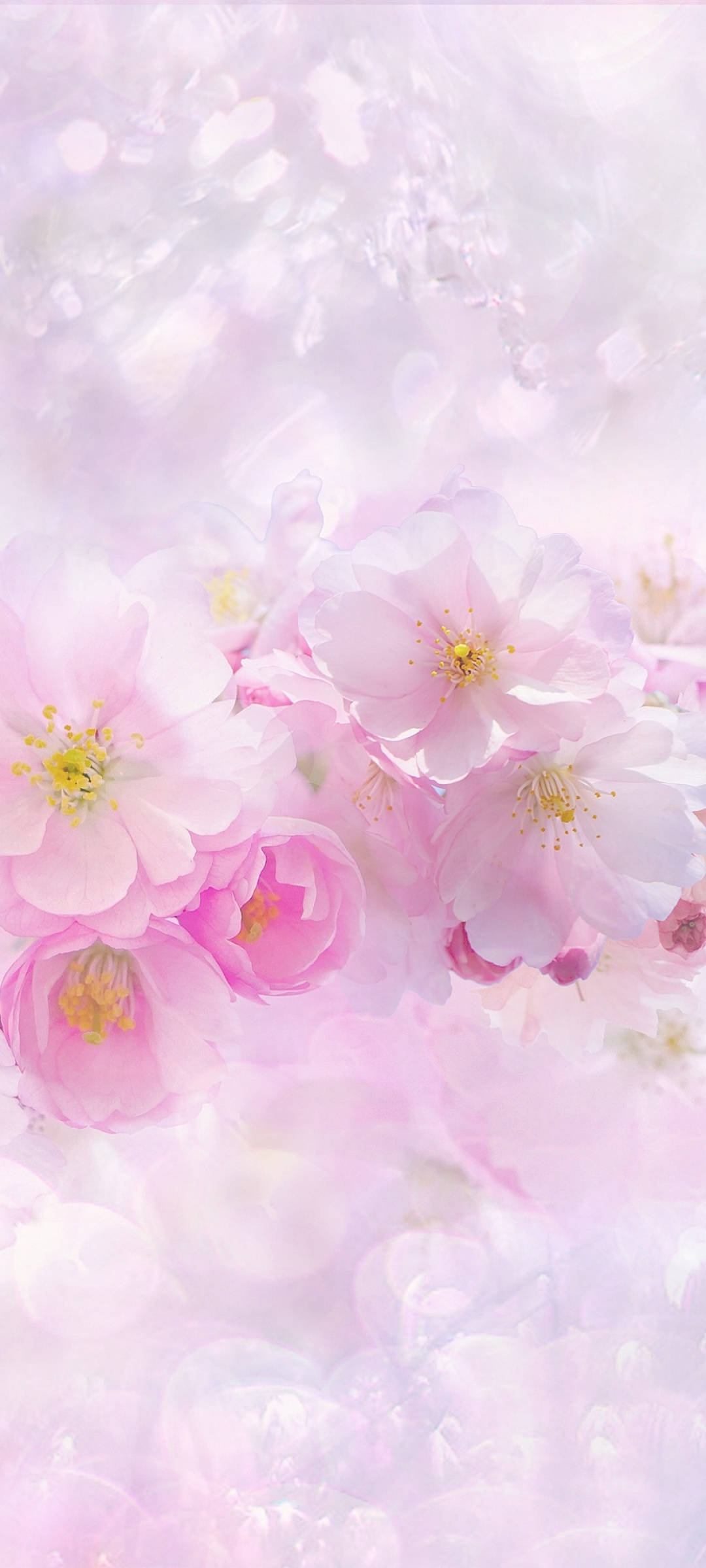 Hermosas flores de sakura rosas y blancas de primavera Fondos de pantalla