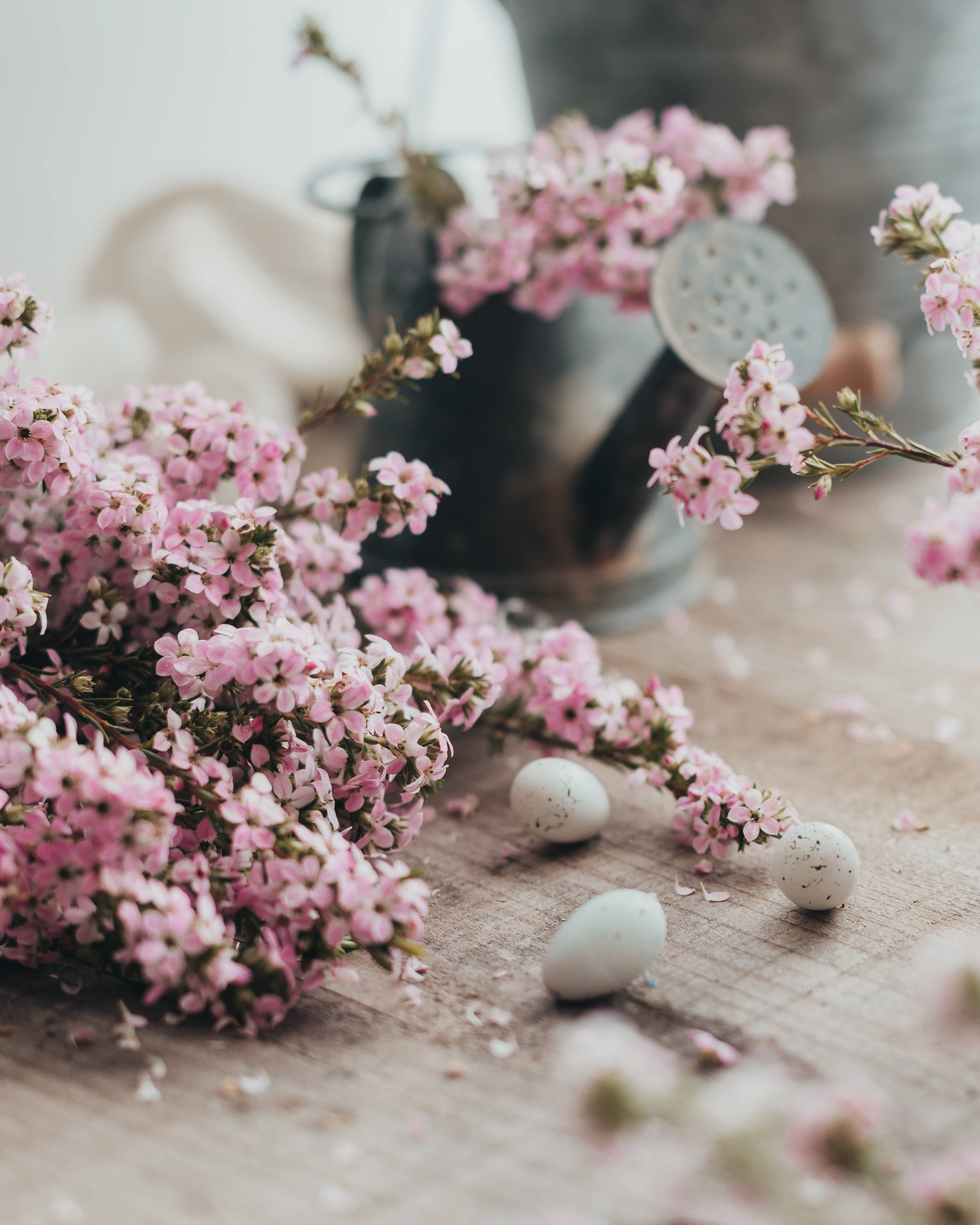 Hermosas flores rosas y huevos de codorniz de Pascua traen la alegre celebración de Semana Santa. Fondos de pantalla