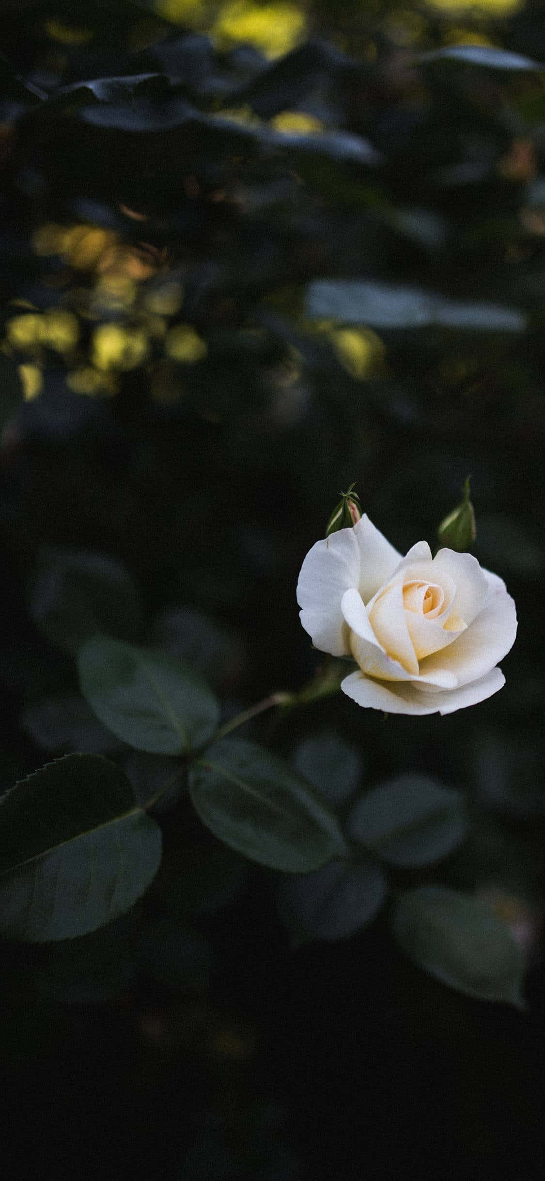 Hermosas Rosas Blancas Fondos de pantalla