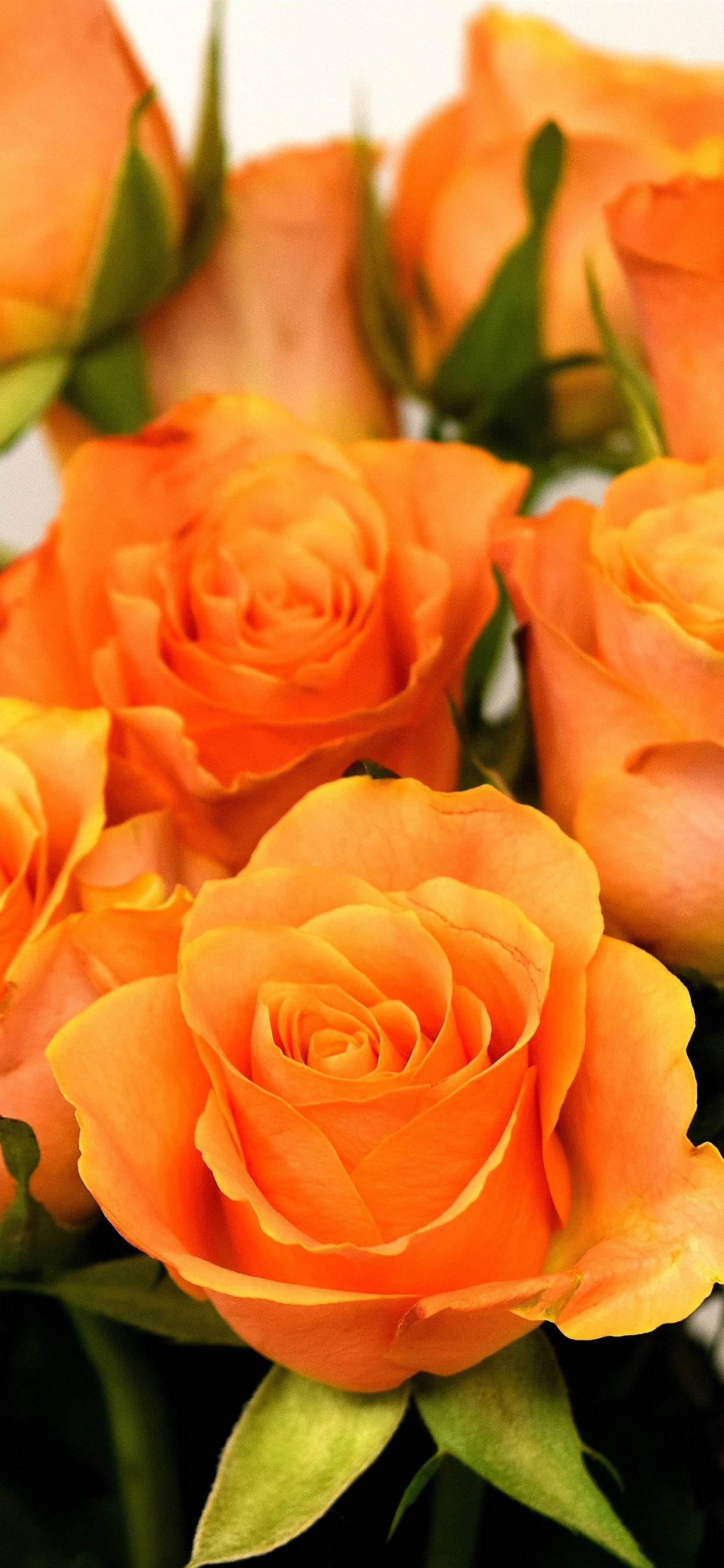 Hermosas Rosas Naranjas Fondos de pantalla