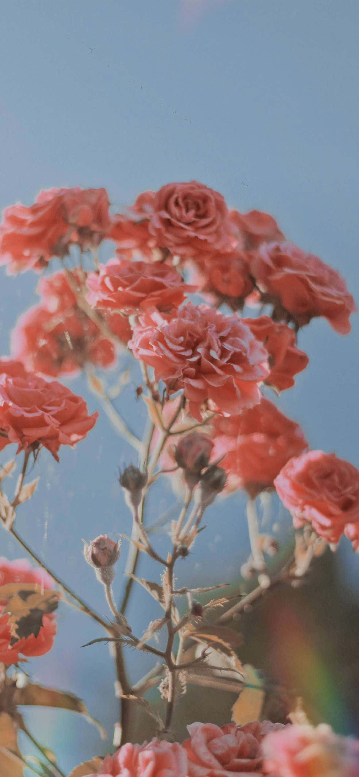 Hermosas Rosas Rosas para San Valentín Estético Fondos de pantalla