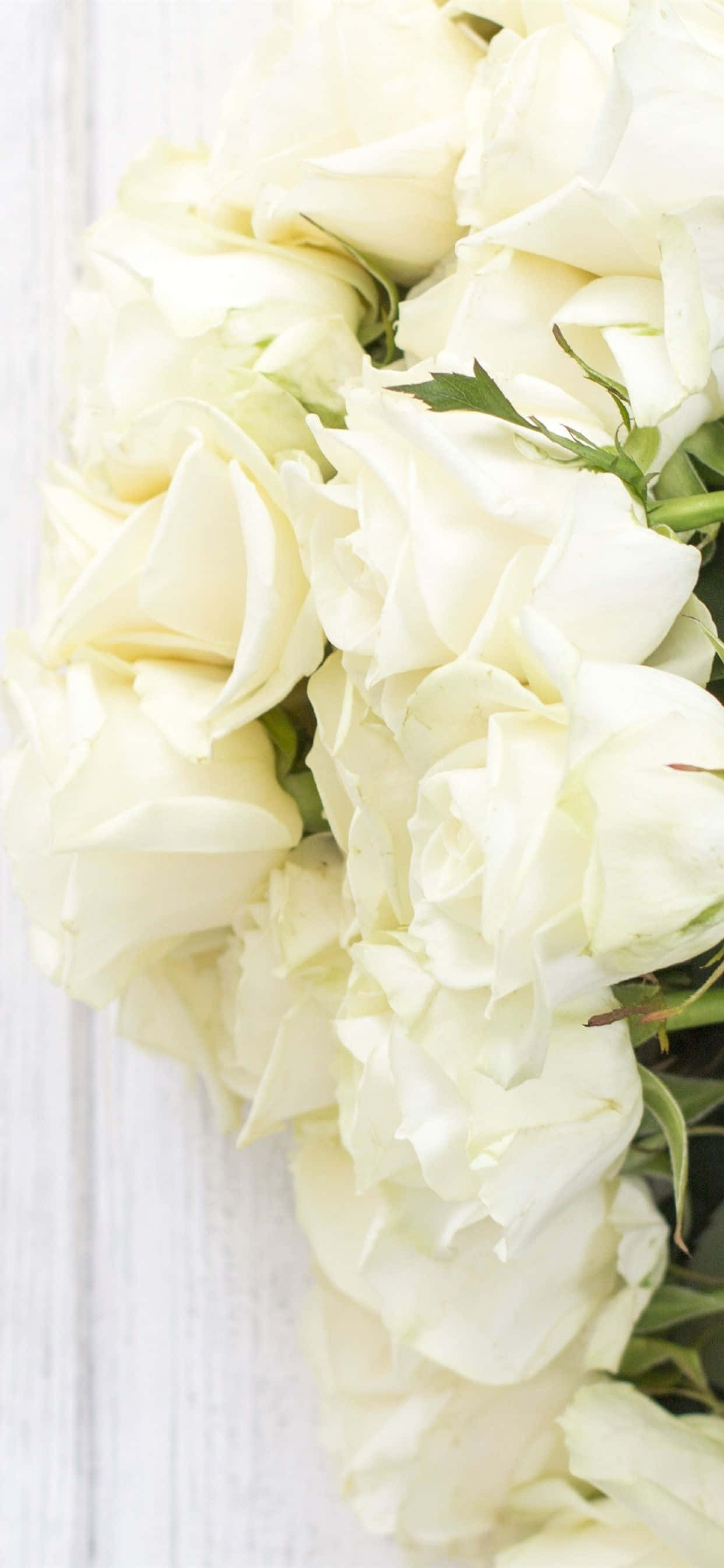 Hermosas y fragantes rosas blancas sobre un fondo de iPhone Fondos de pantalla