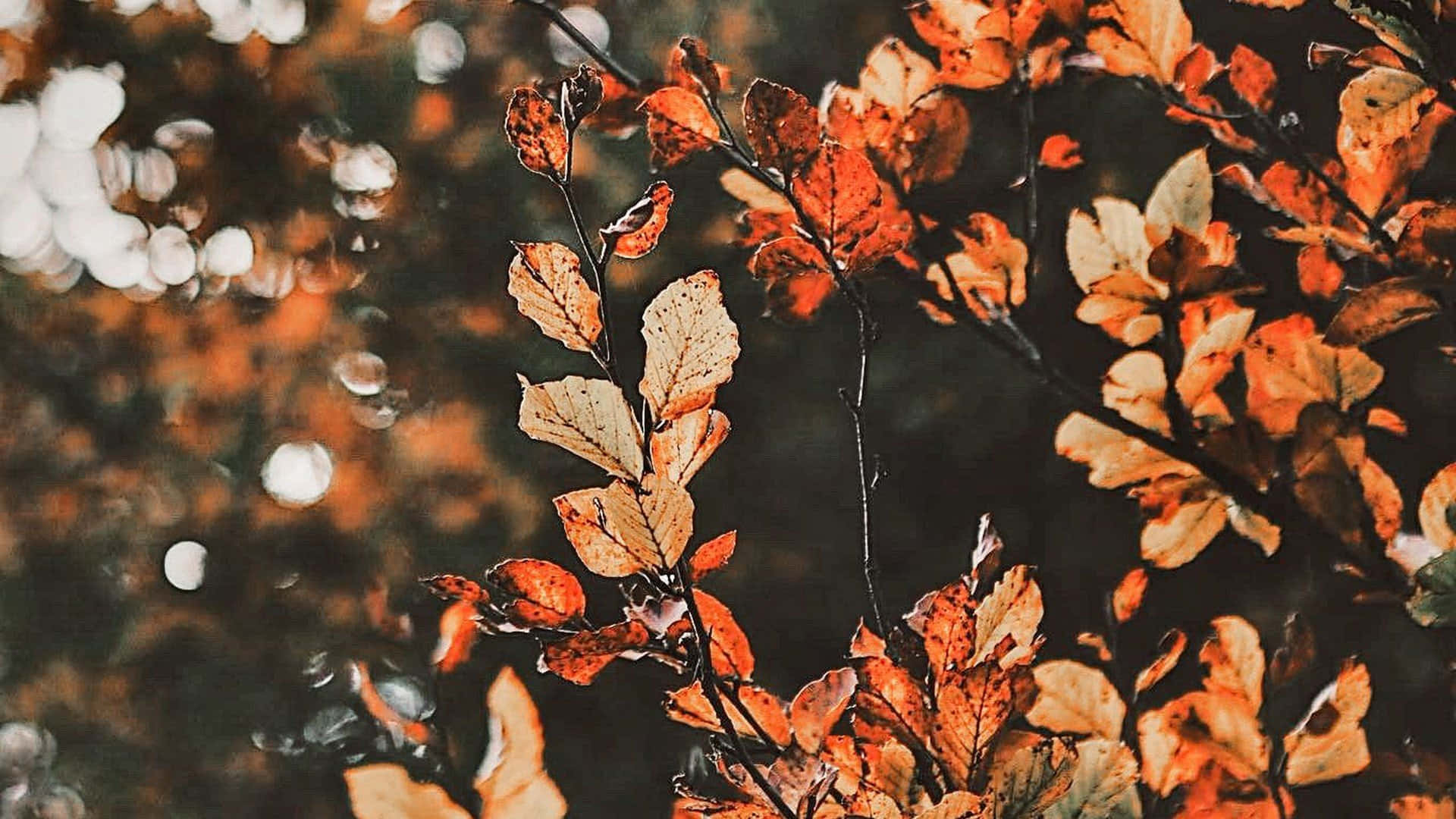 Hermoso árbol otoñal en un campo dorado Fondos de pantalla