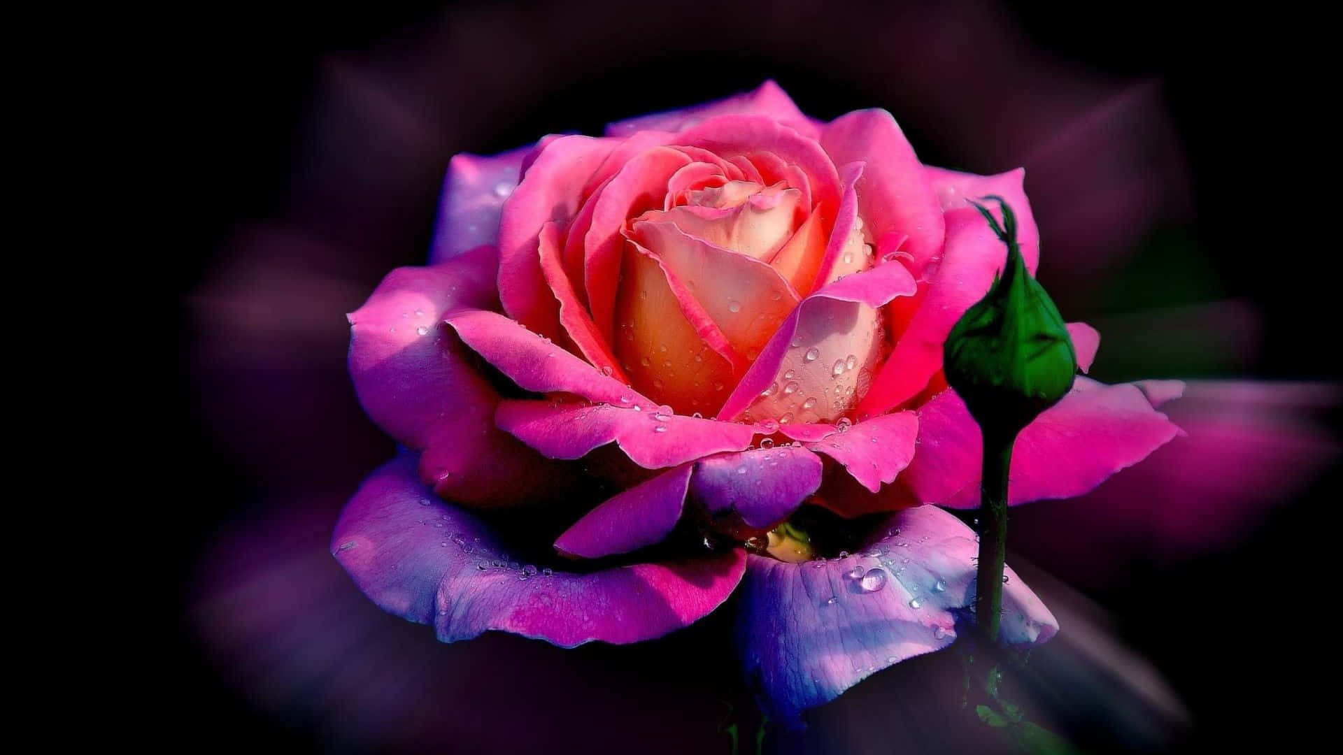 Hermoso arte digital de capullos de rosas con gotas de rocío Fondos de pantalla